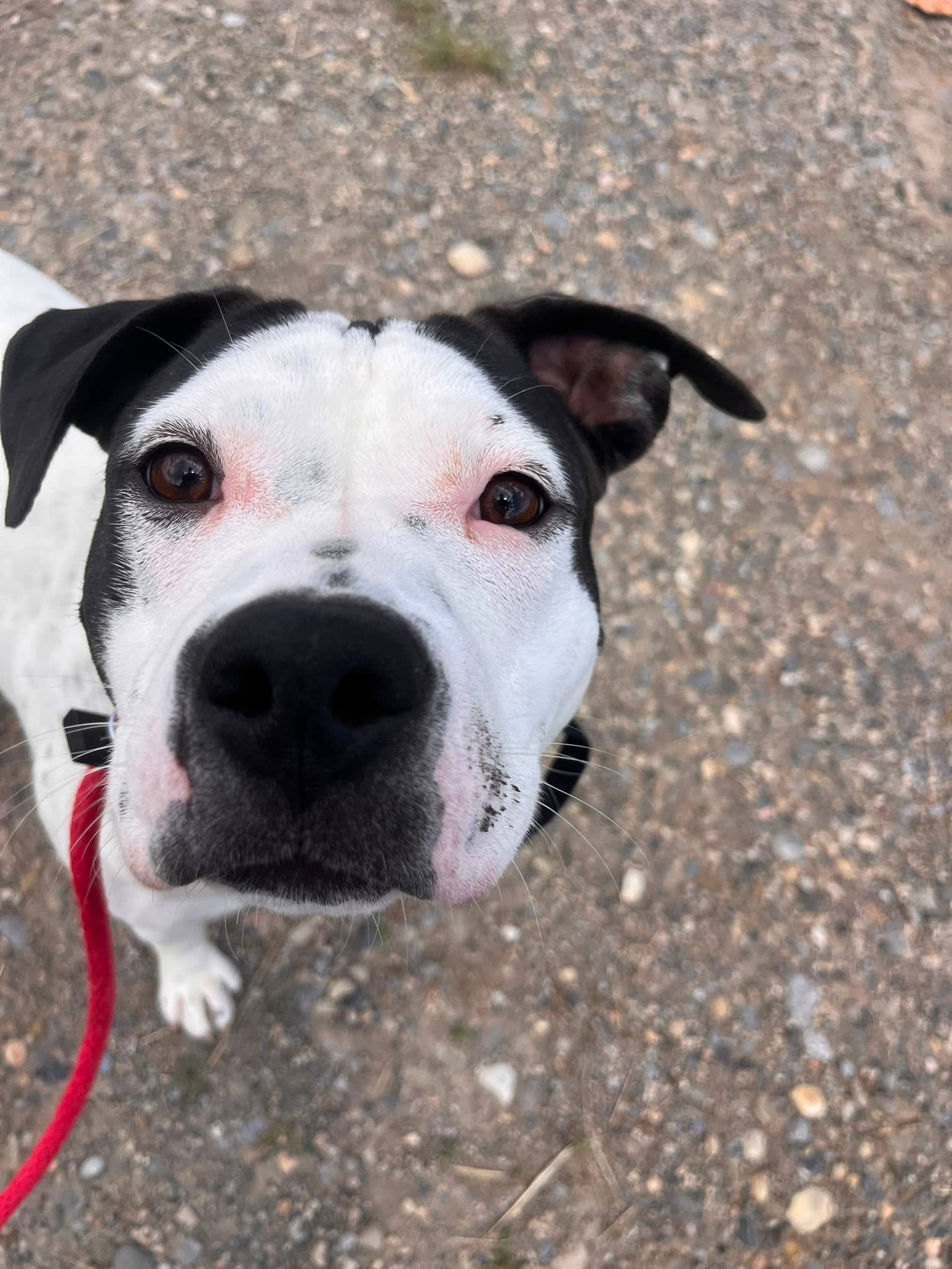 Tellulah - Bully Mix available for adoption