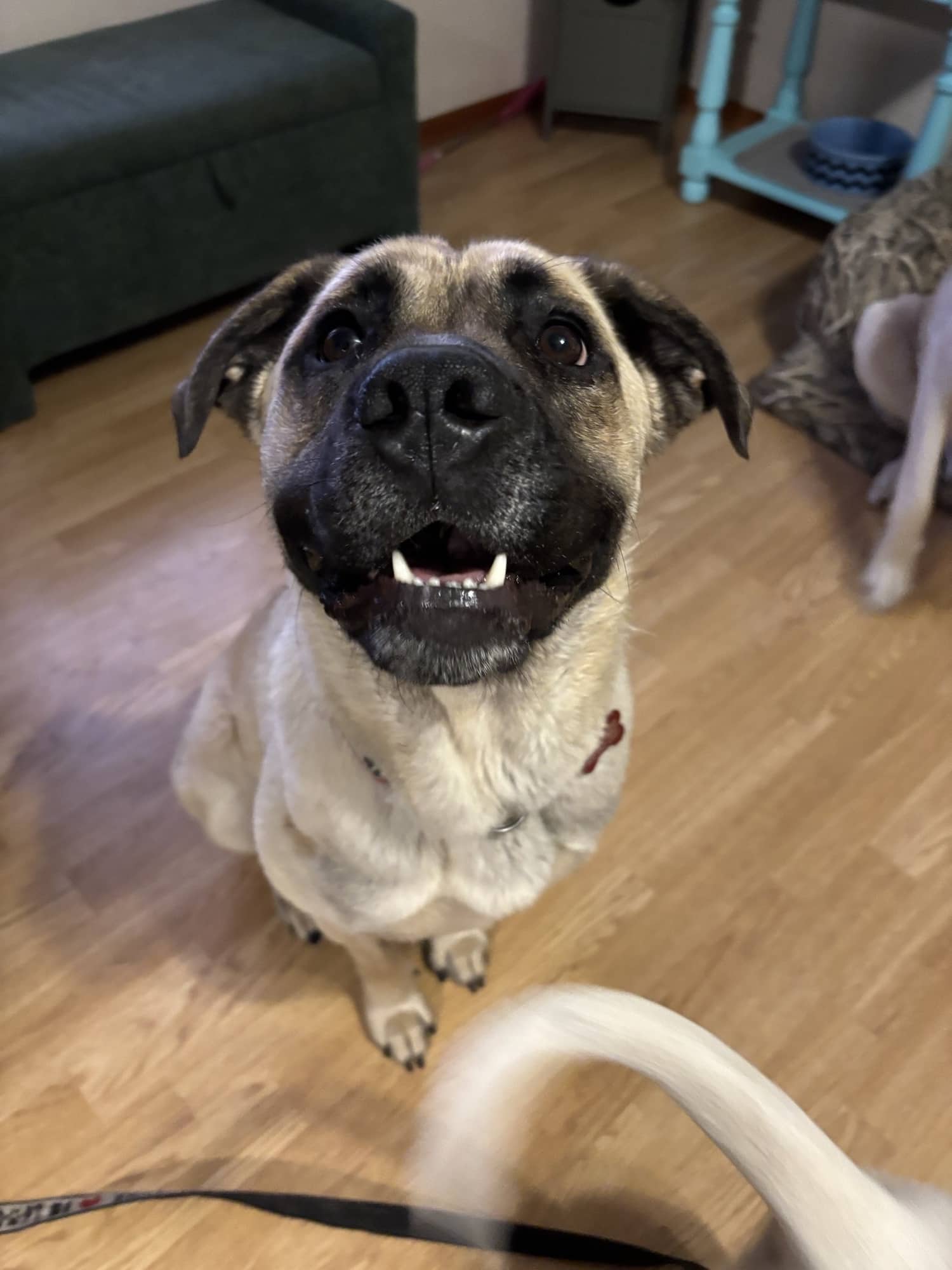 Kesha - Mastiff Mix available for adoption