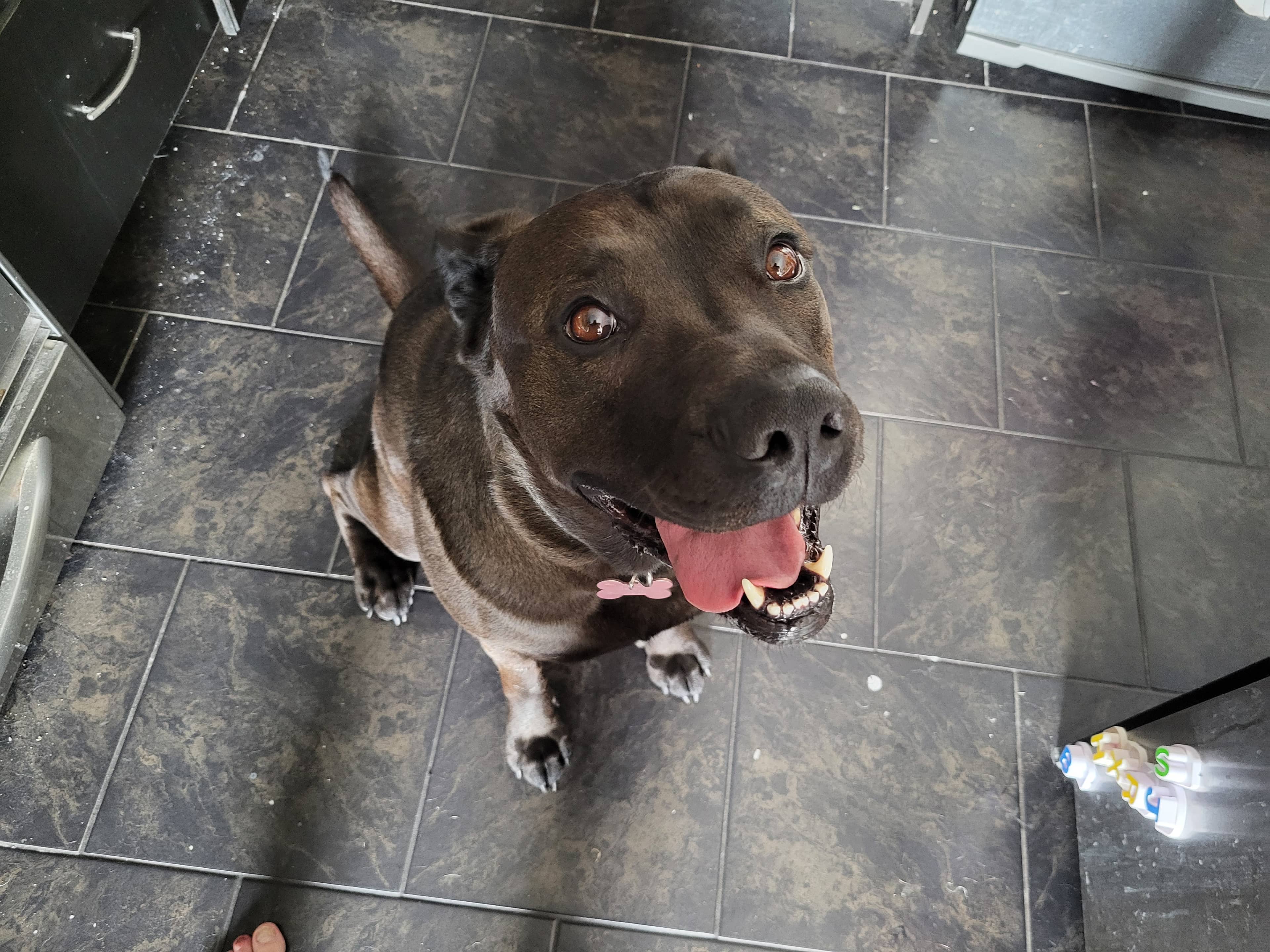 Booka - Cane Corso Mix available for adoption