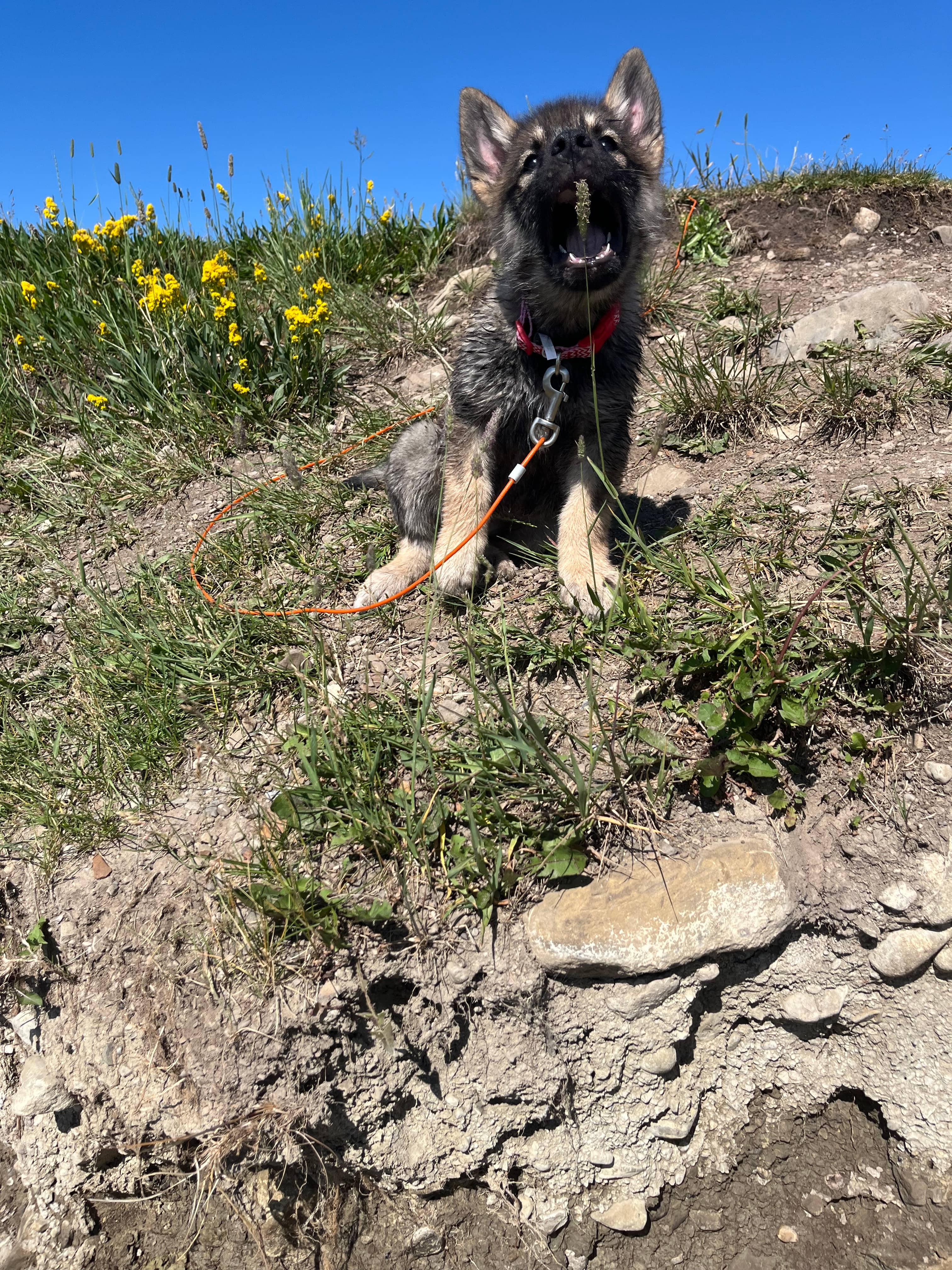 Paisley - Shepherd/Husky Mix available for adoption