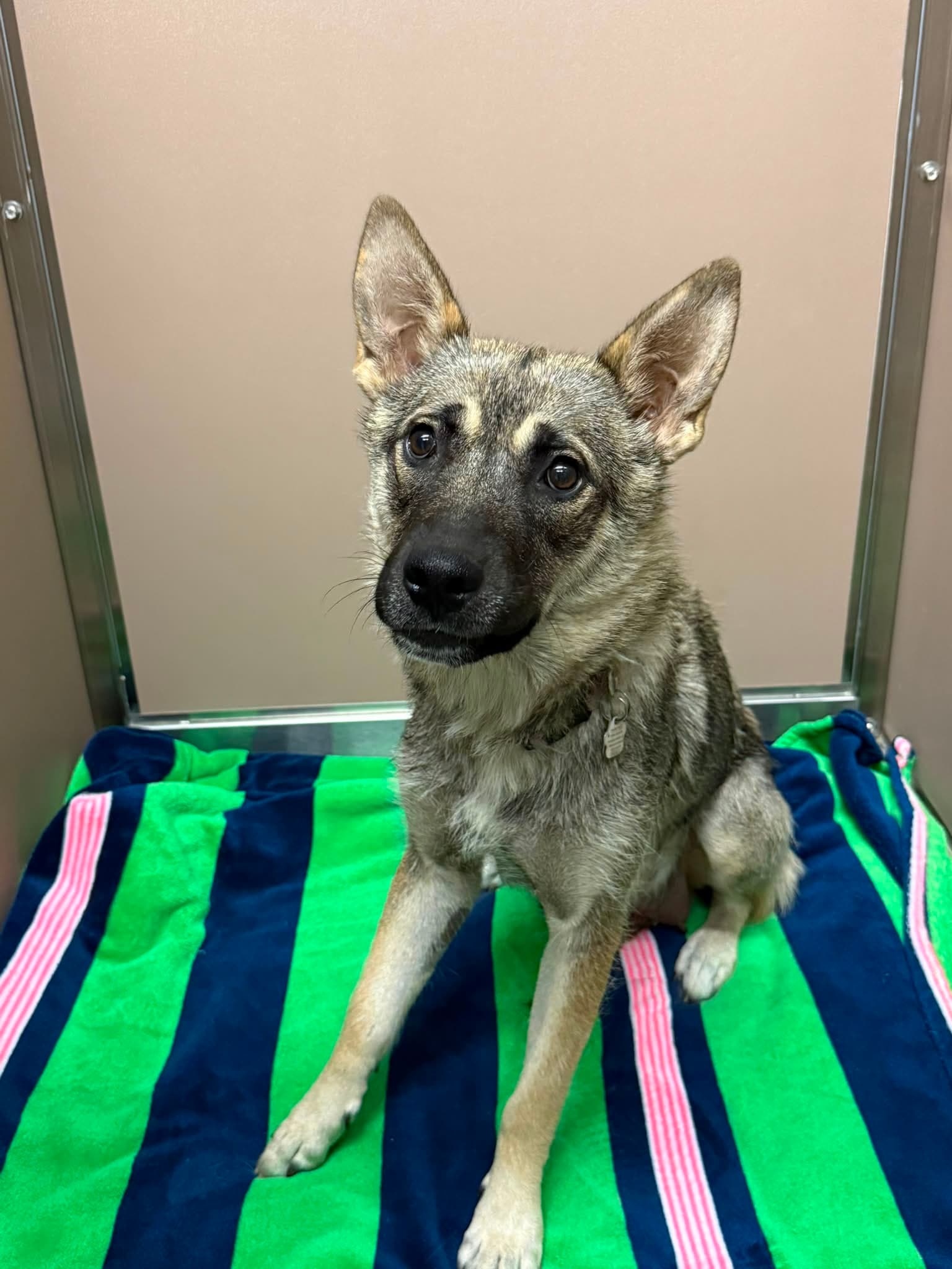 Alley - Shepherd/Husky Mix available for adoption in Calgary