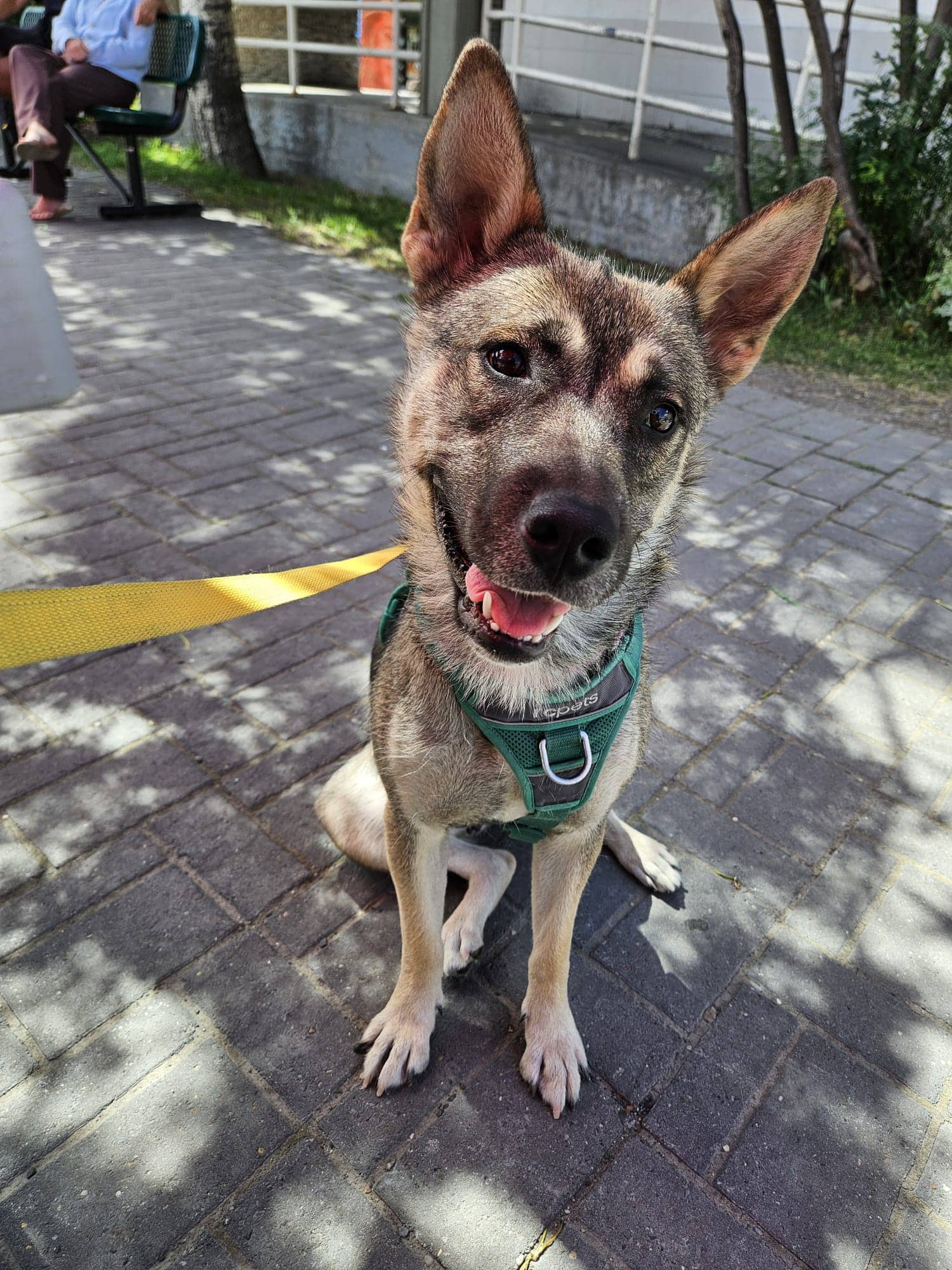Alley - Shepherd/Husky Mix available for adoption