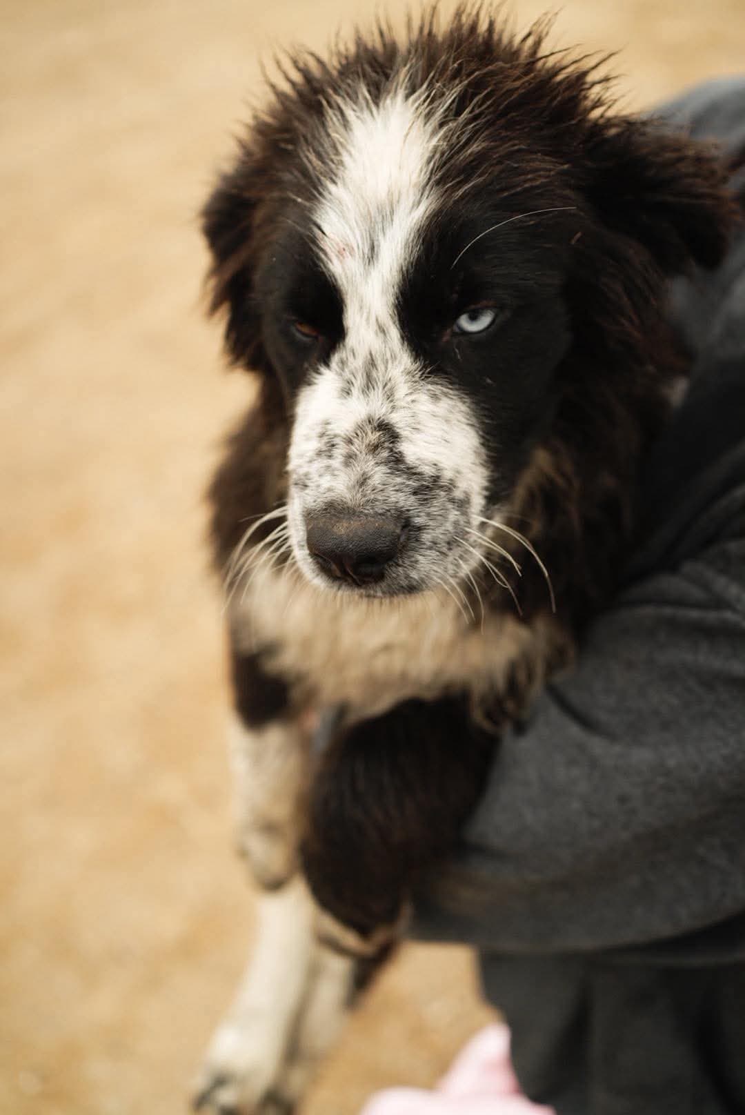 Amanda - Shepherd Mix available for adoption in Calgary