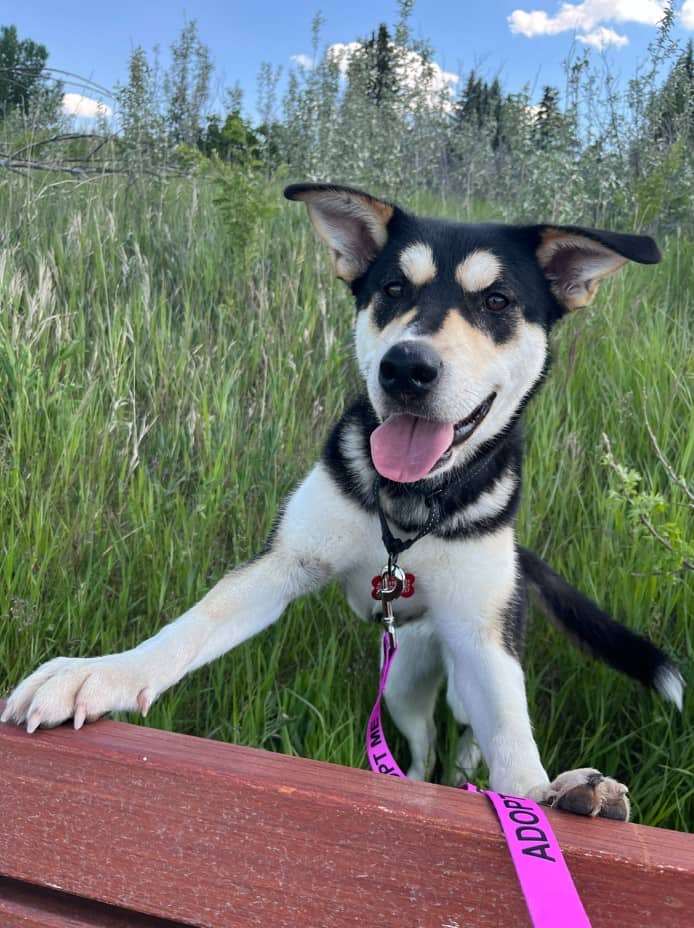 Teine - Shepherd Mix available for adoption