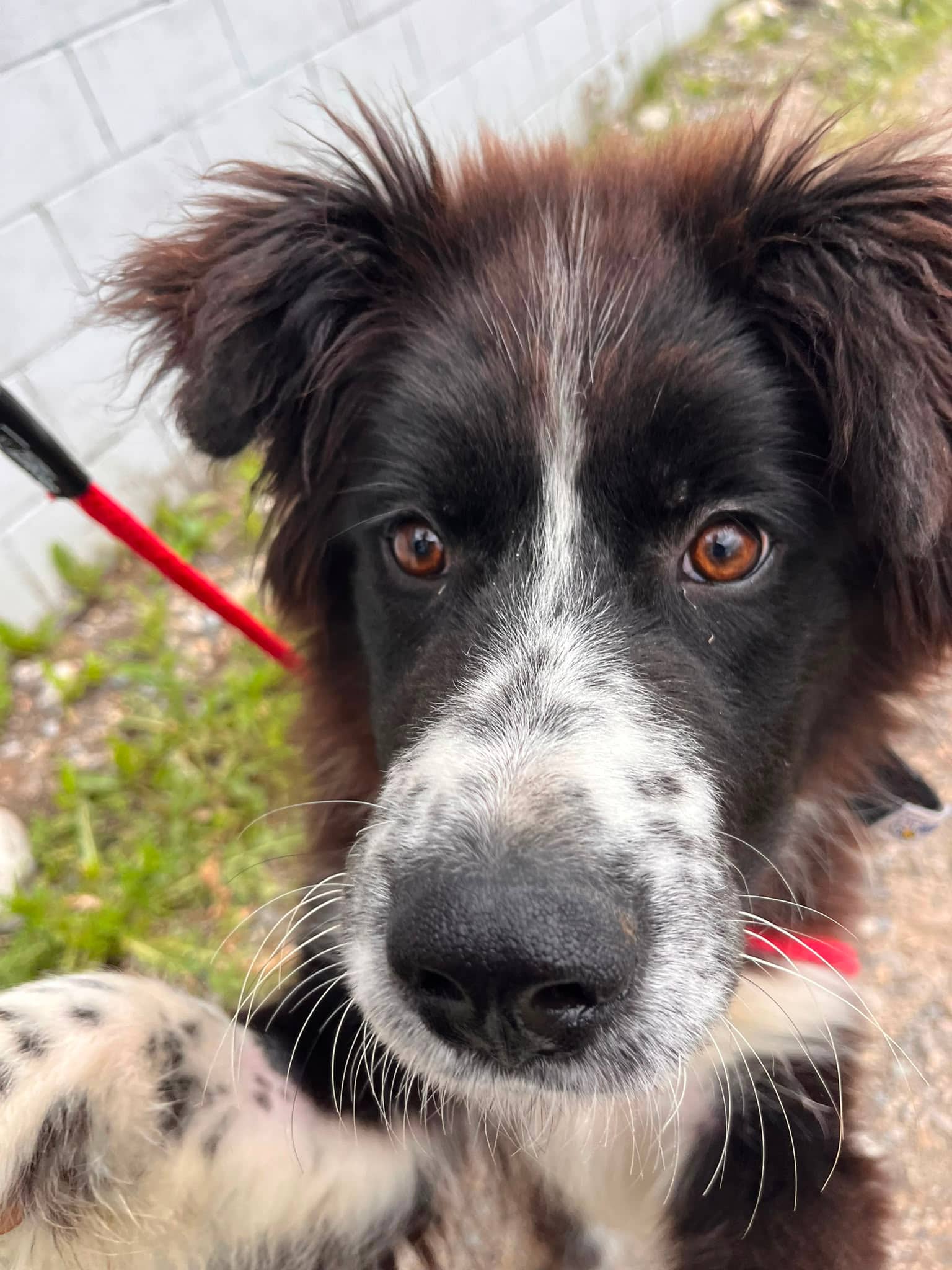 Jeff - Shepherd Mix available for adoption