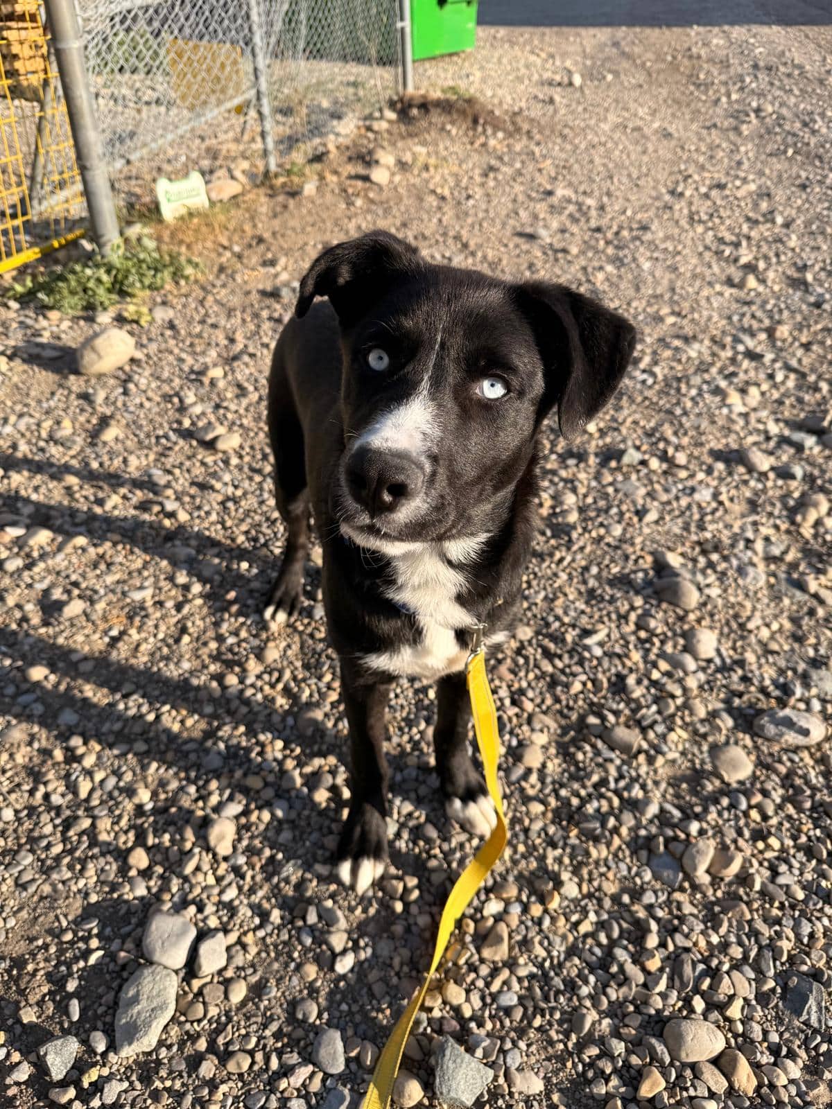 Topaz - Shepherd Mix available for adoption