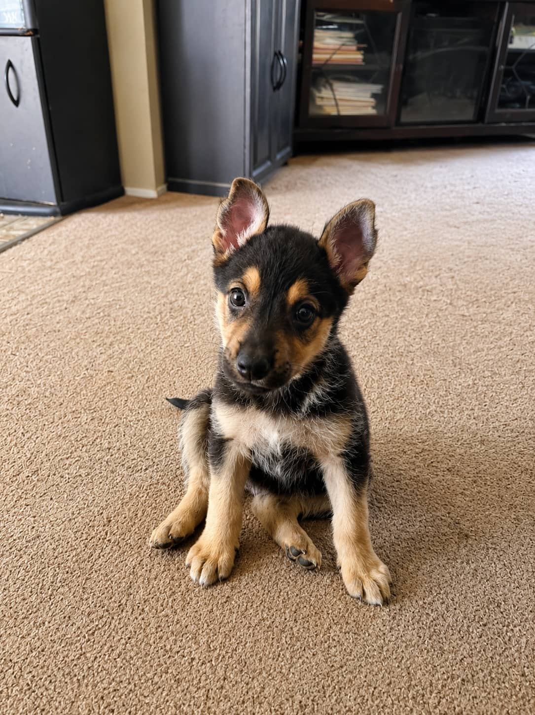 Jo - Shepherd Mix available for adoption
