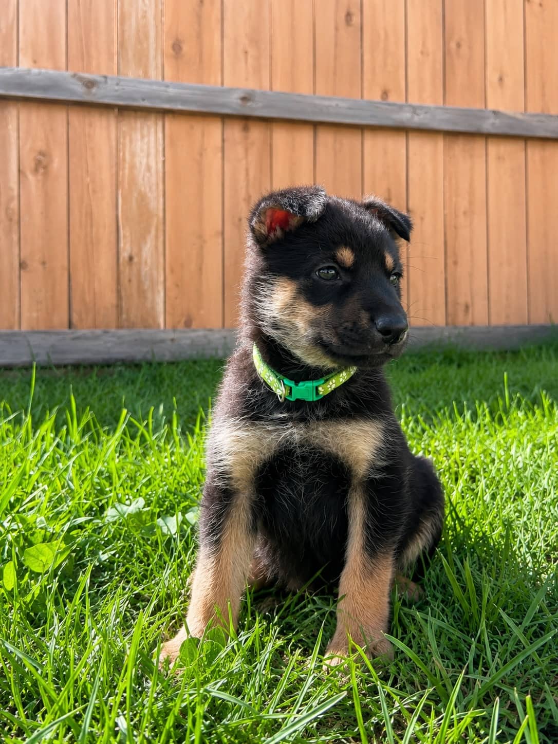 Beth - Shepherd Mix available for adoption