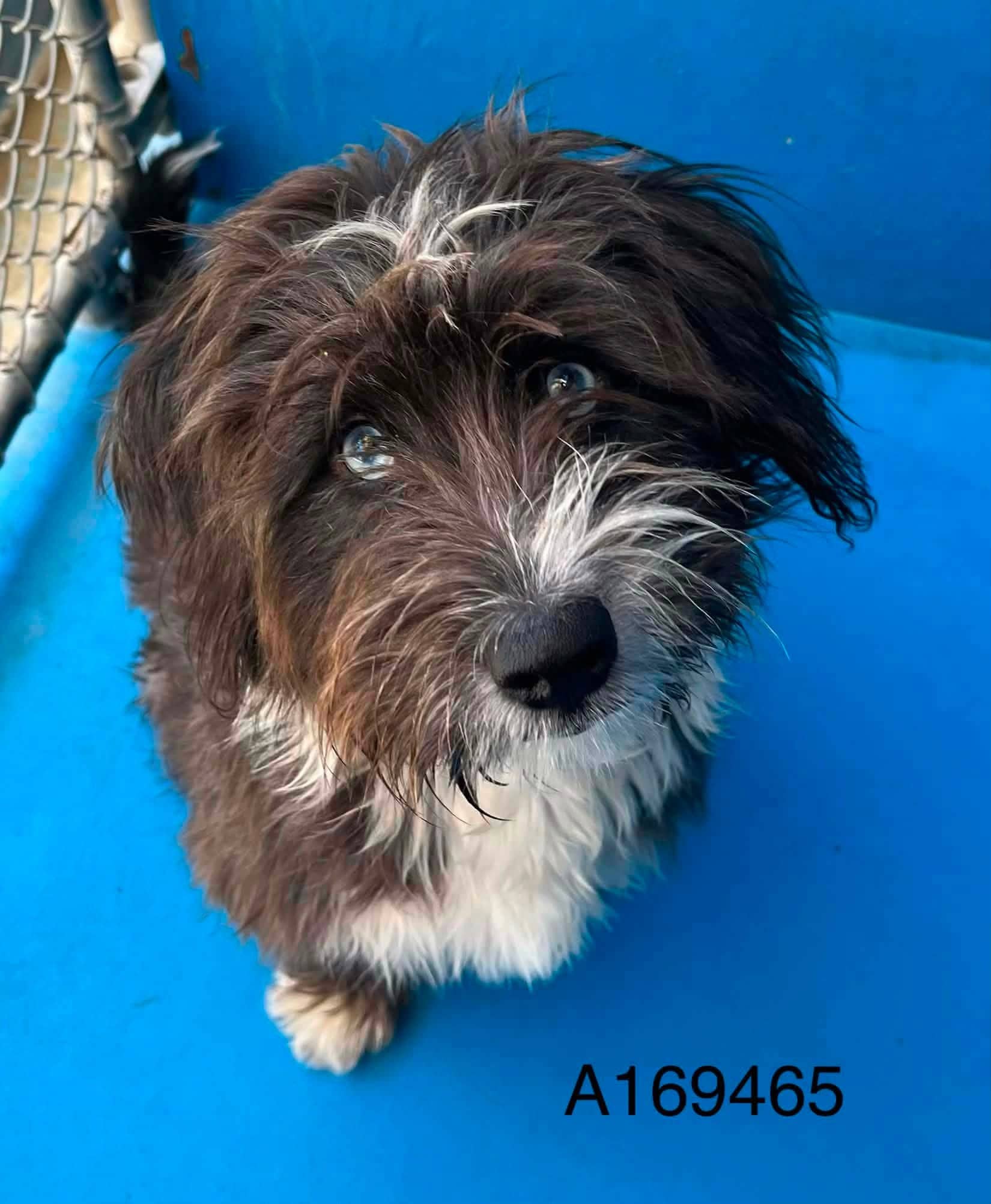 Wisteria - Lhasa Apso/Dachshund Mix available for adoption