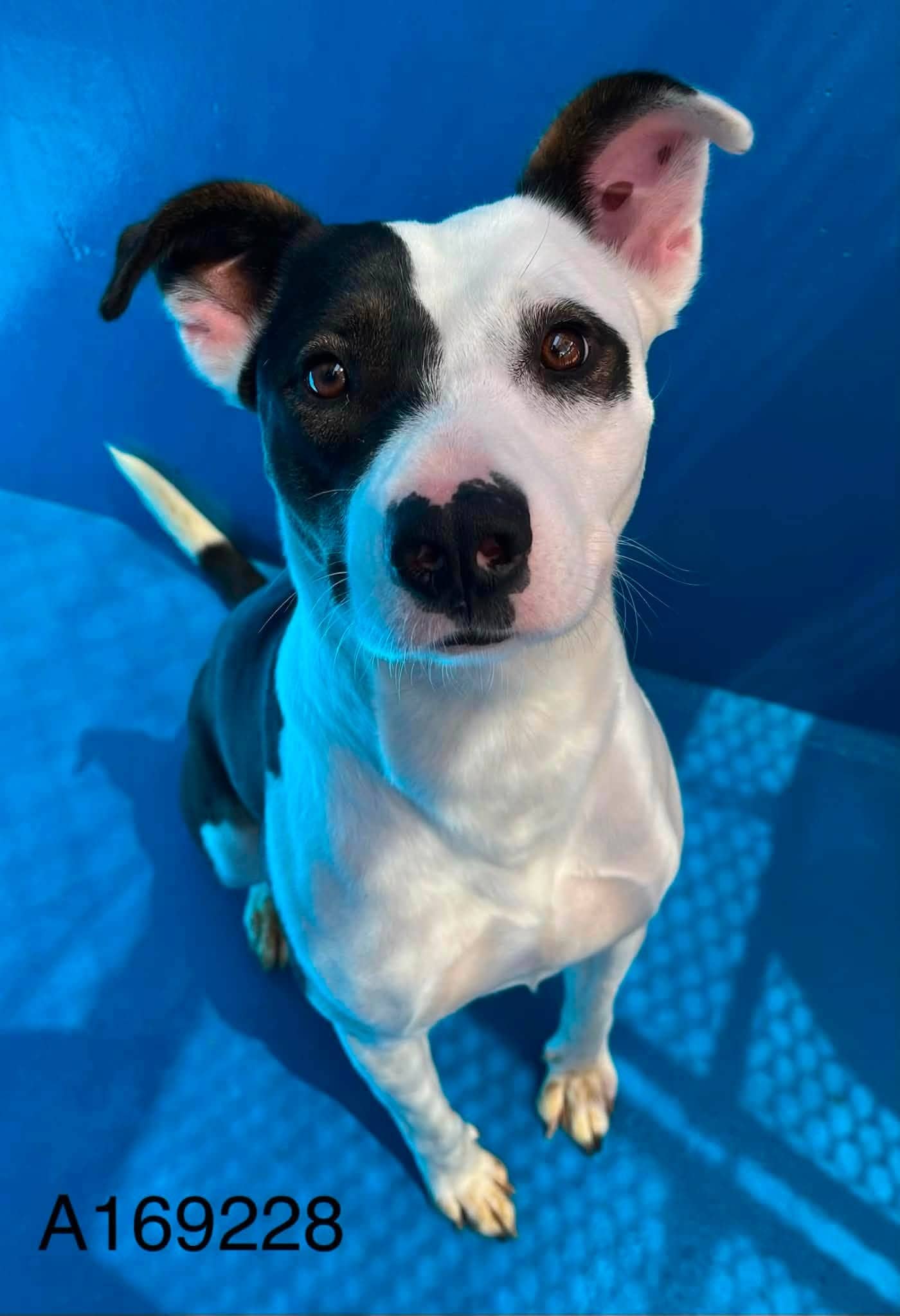Rosette - Pit Bull Terrier Mix available for adoption