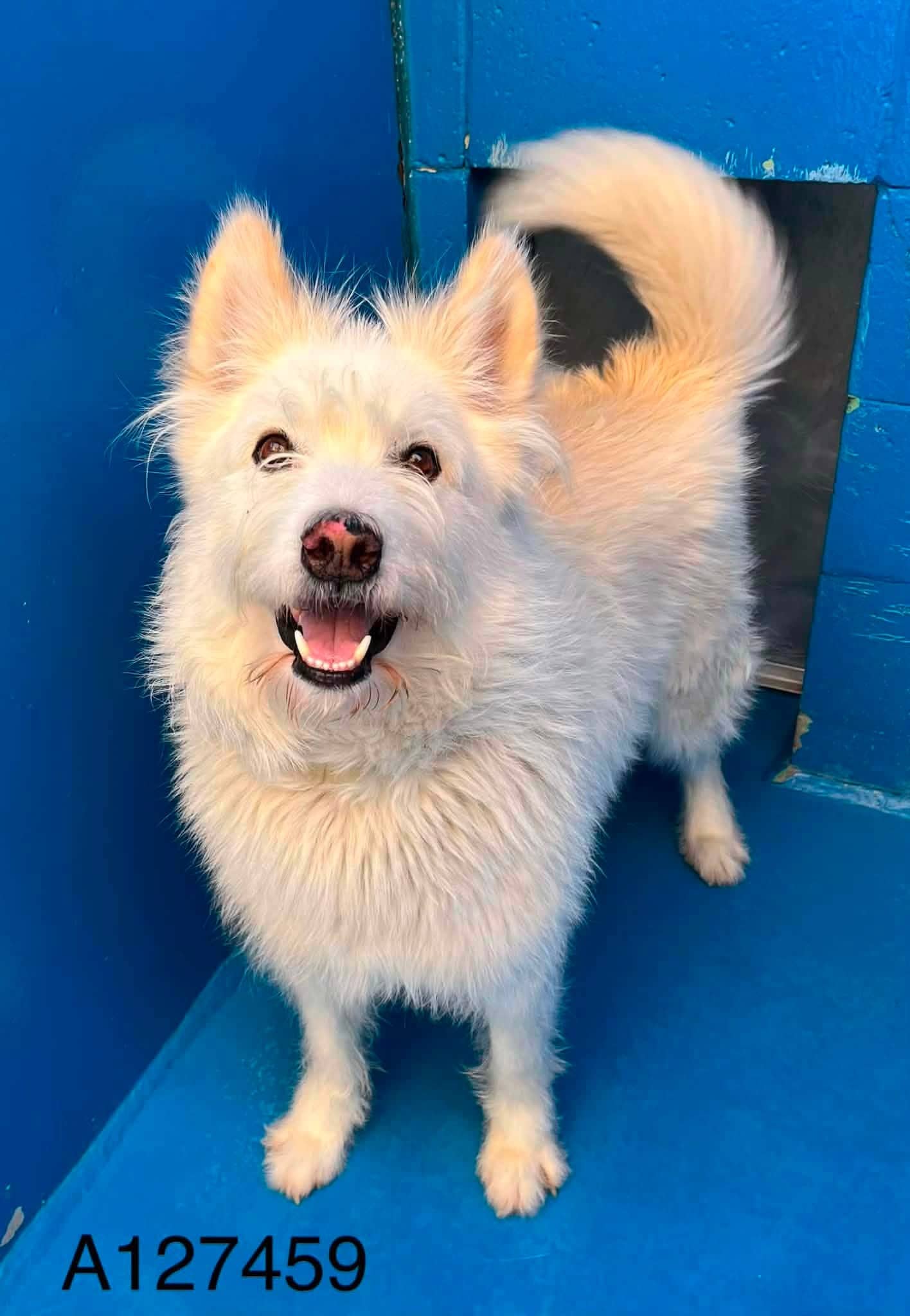 Captain Steve - Terrier Mix available for adoption