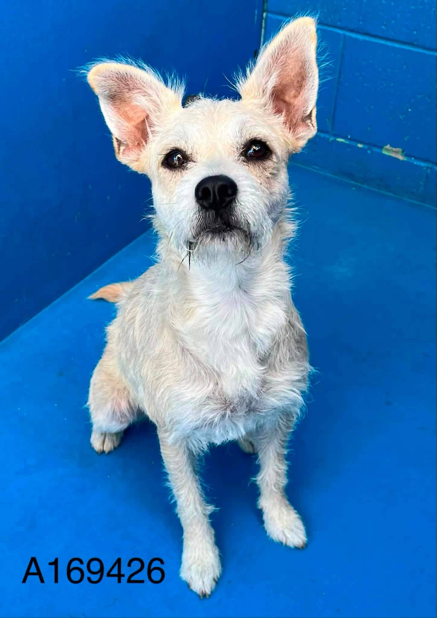 Comeback Kid - Terrier Mix available for adoption