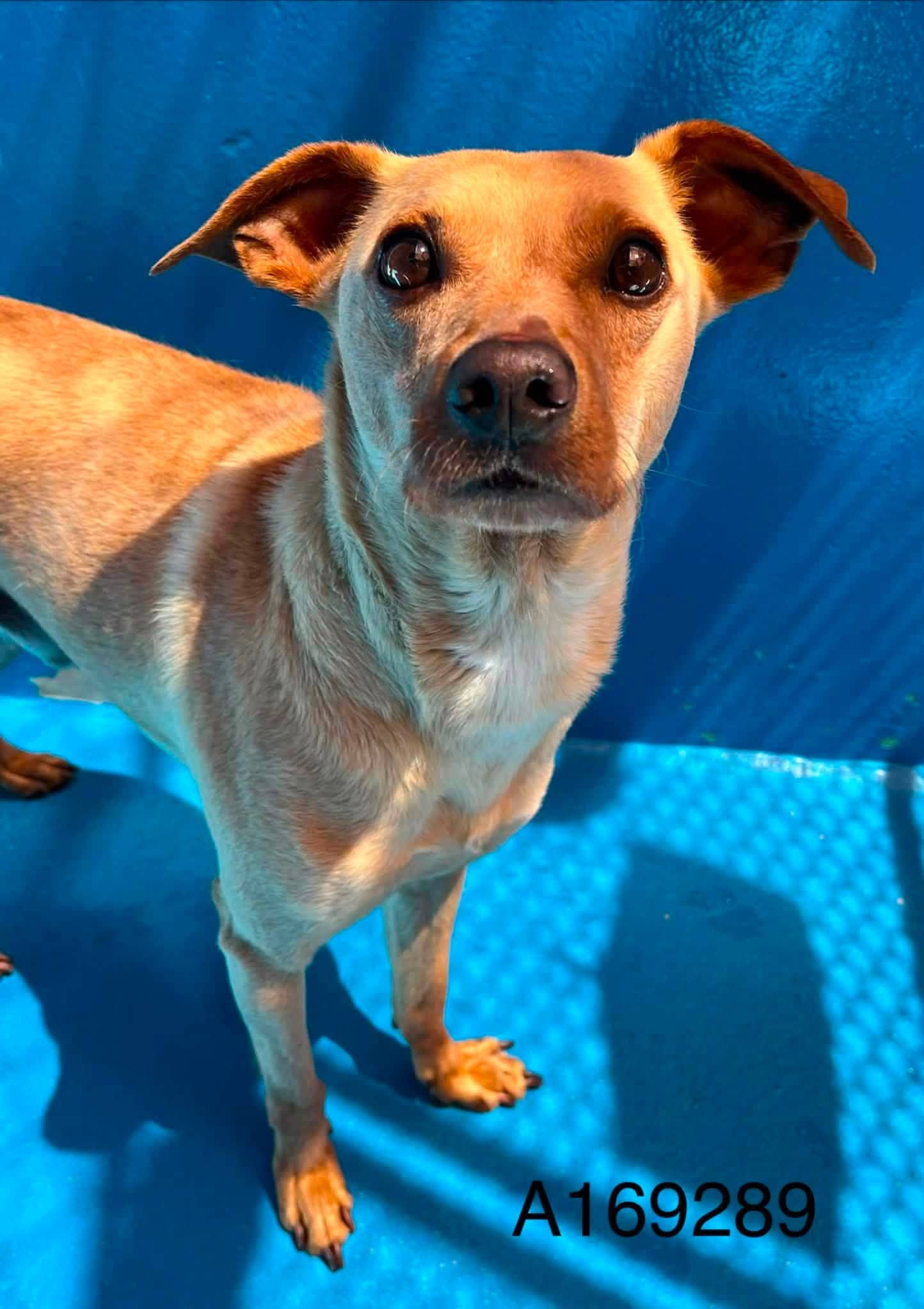 Robusta - Chihuahua Mix available for adoption