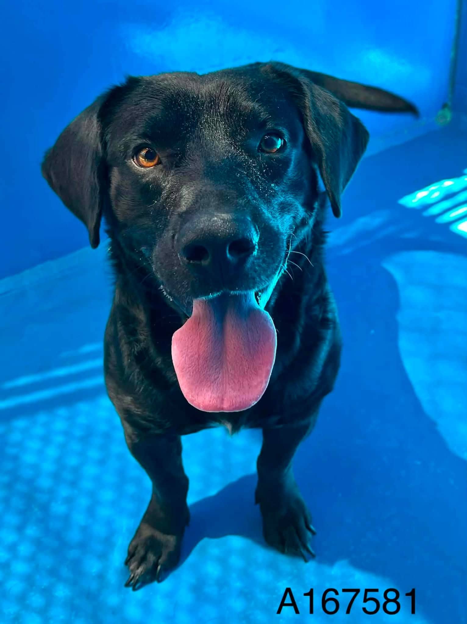 Mr. Z - Lab/Basset Hound Mix available for adoption