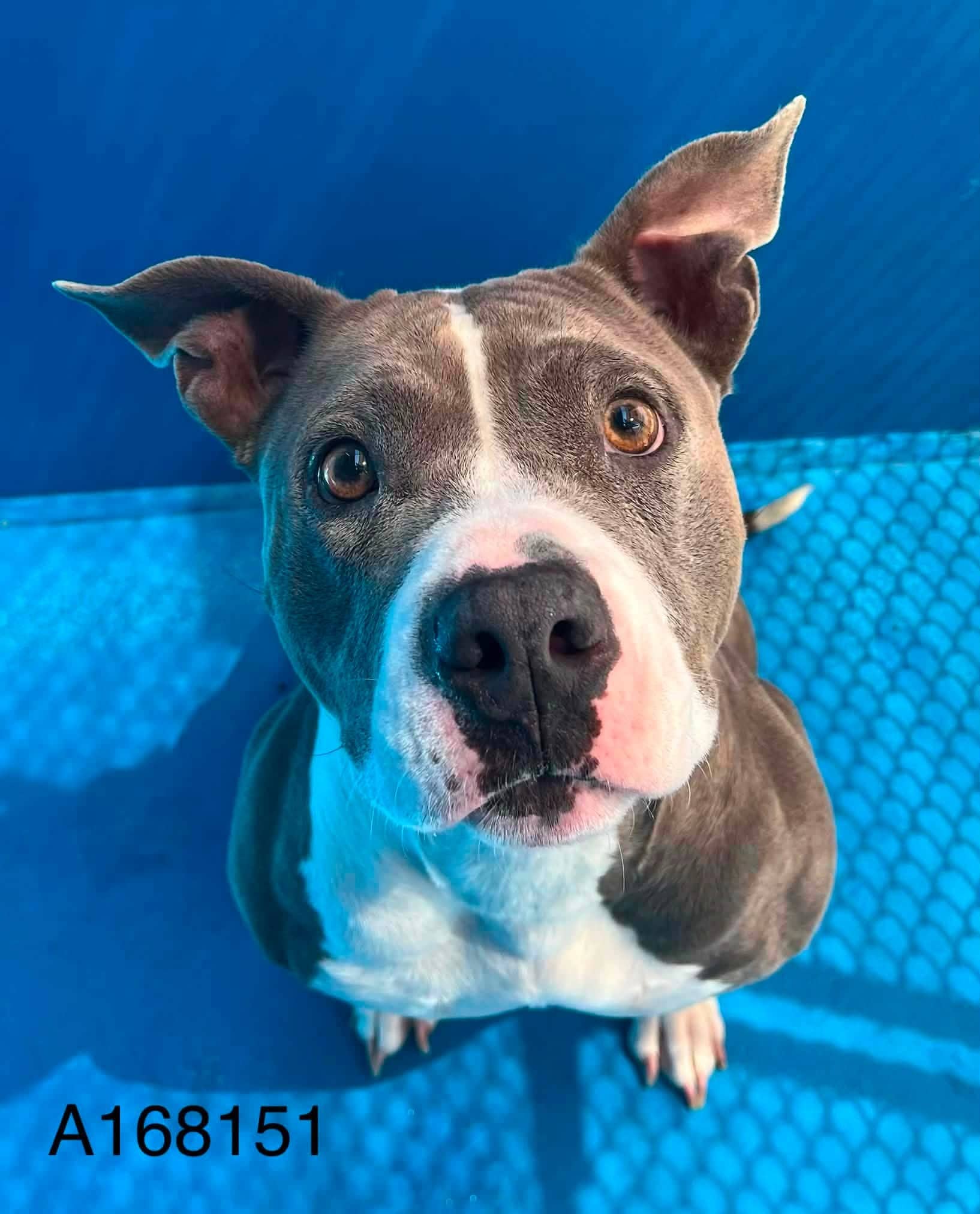 Mustang Sally - Pit Bull Terrier Mix available for adoption