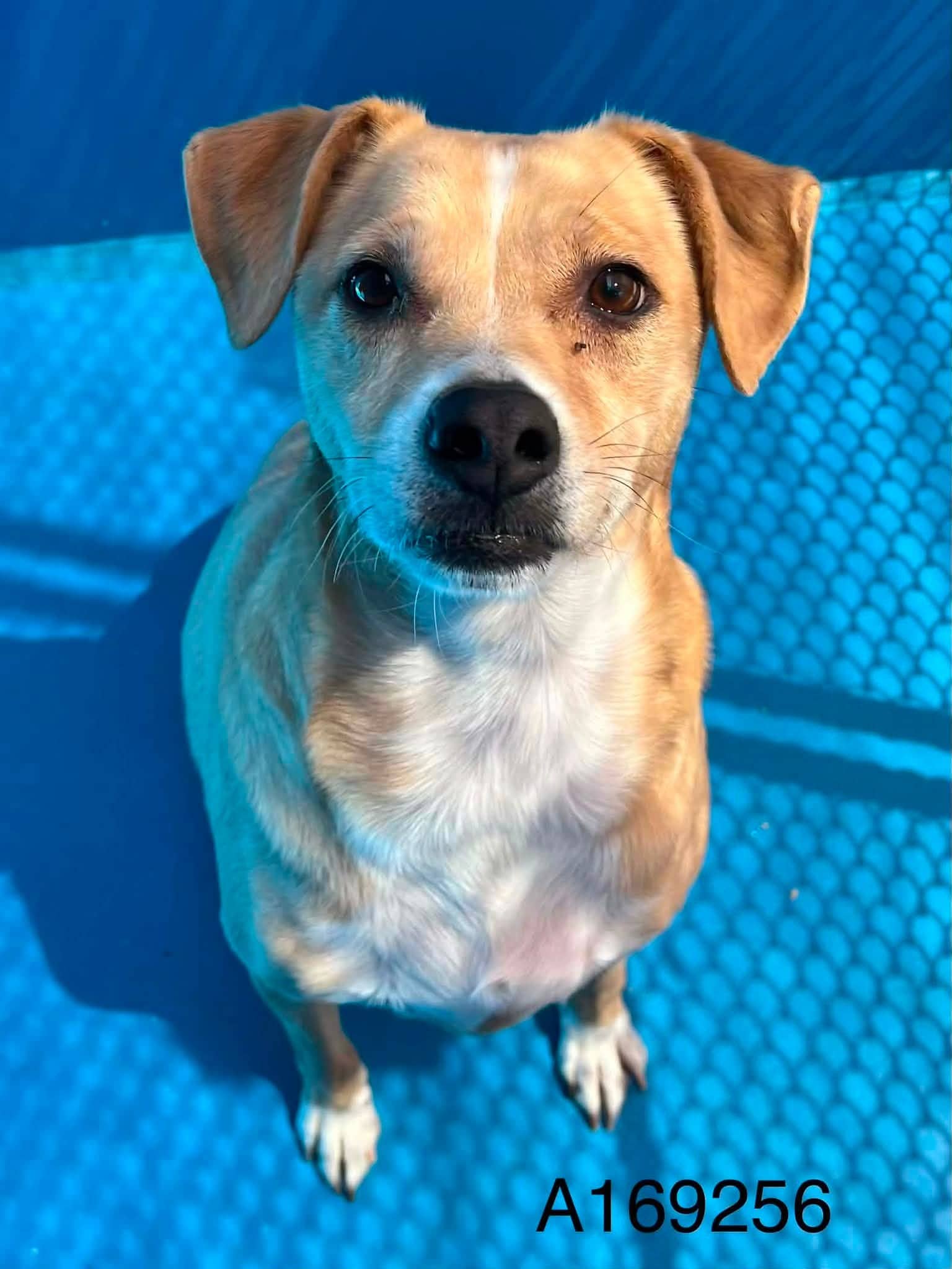 Chilito - Carolina Dog Mix available for adoption