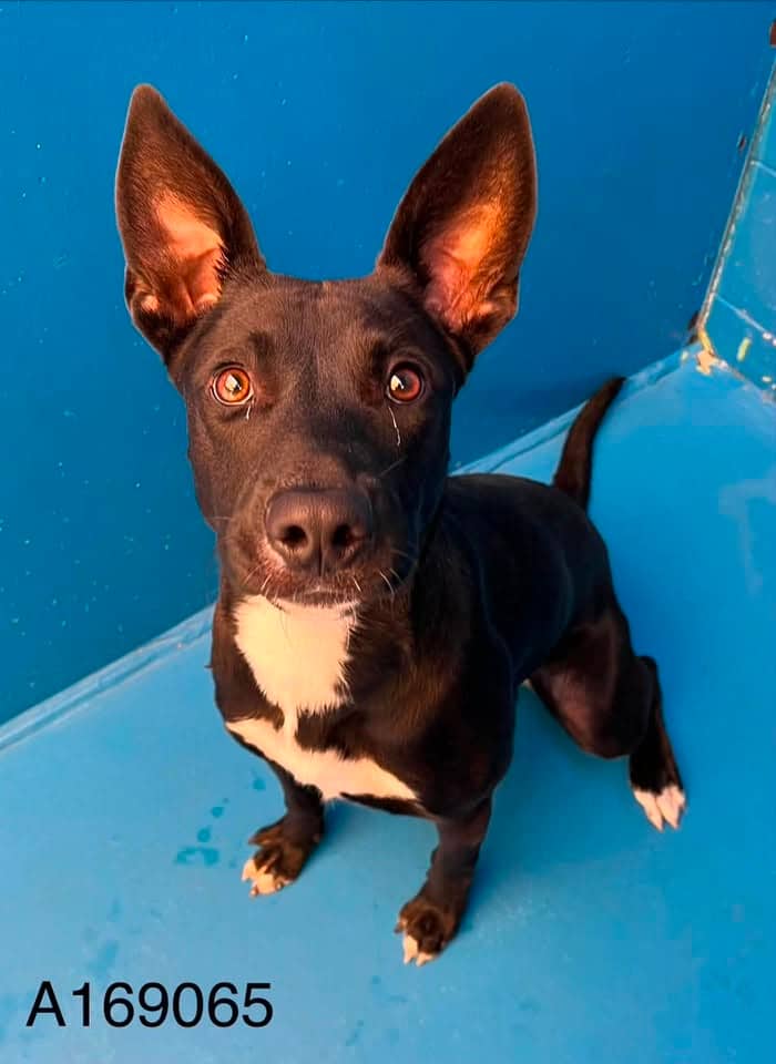 The Bat - Lab Mix available for adoption
