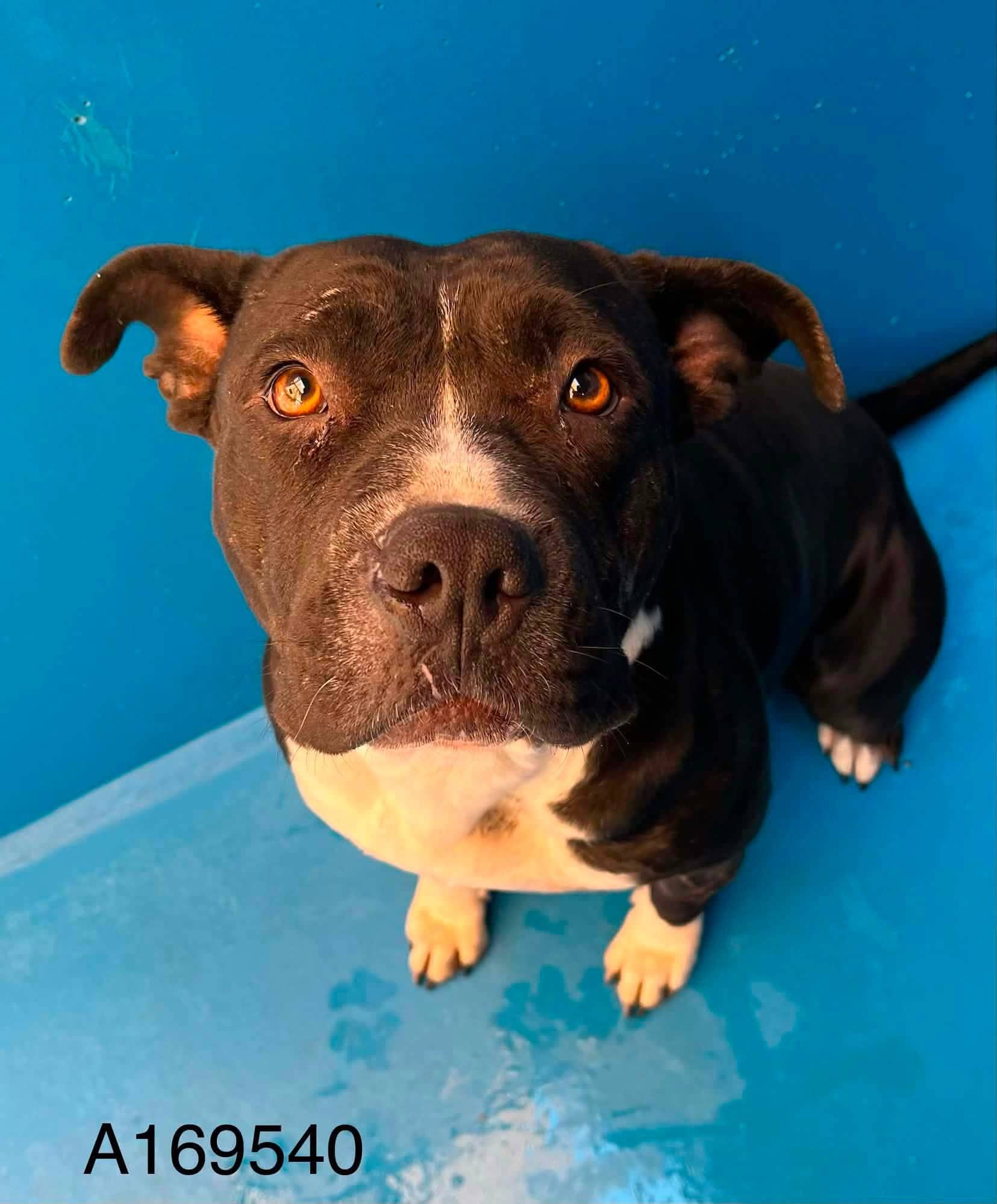 Helene Super Star - Pit Bull Terrier Mix available for adoption