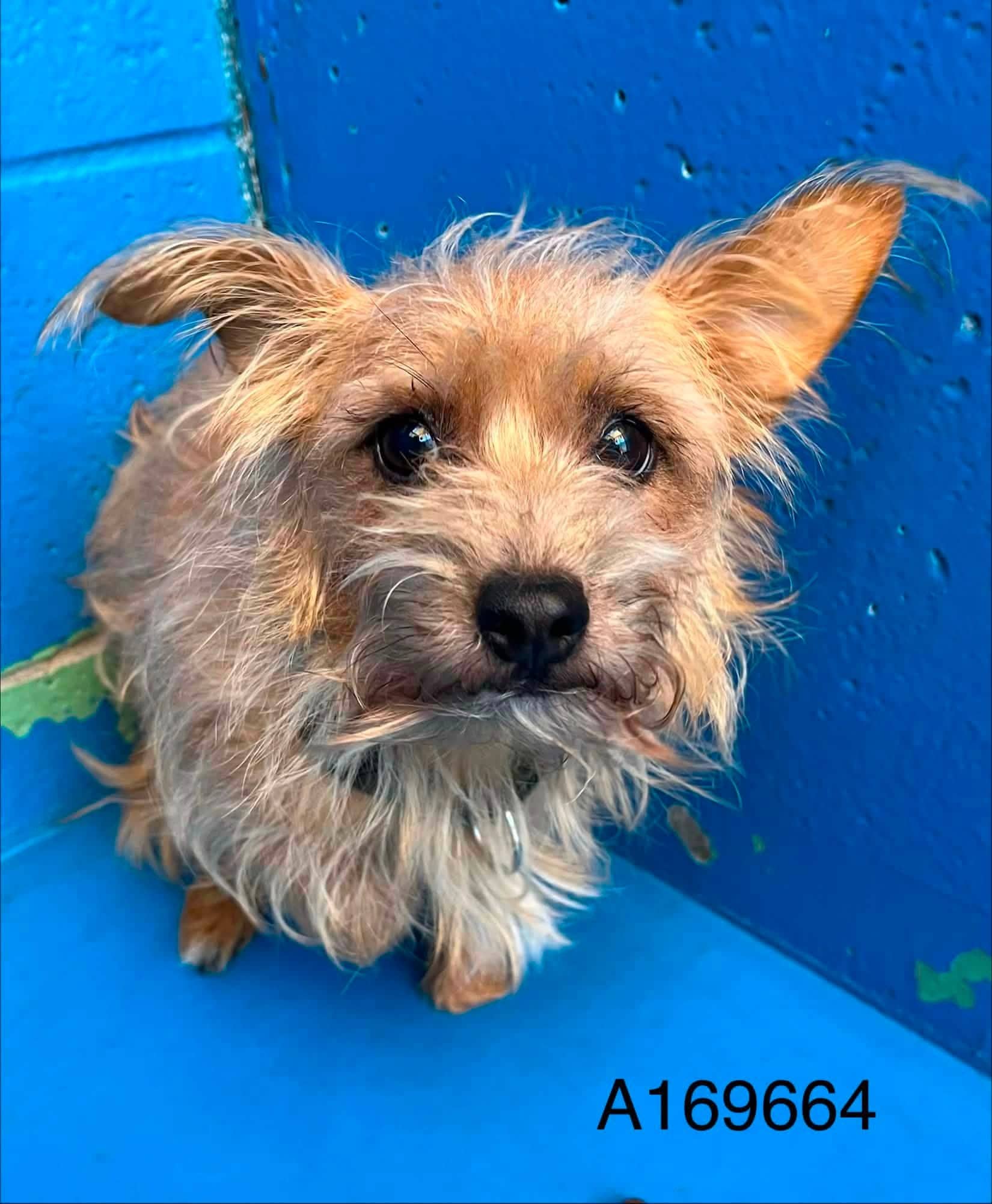 Donnacona - Terrier Mix available for adoption