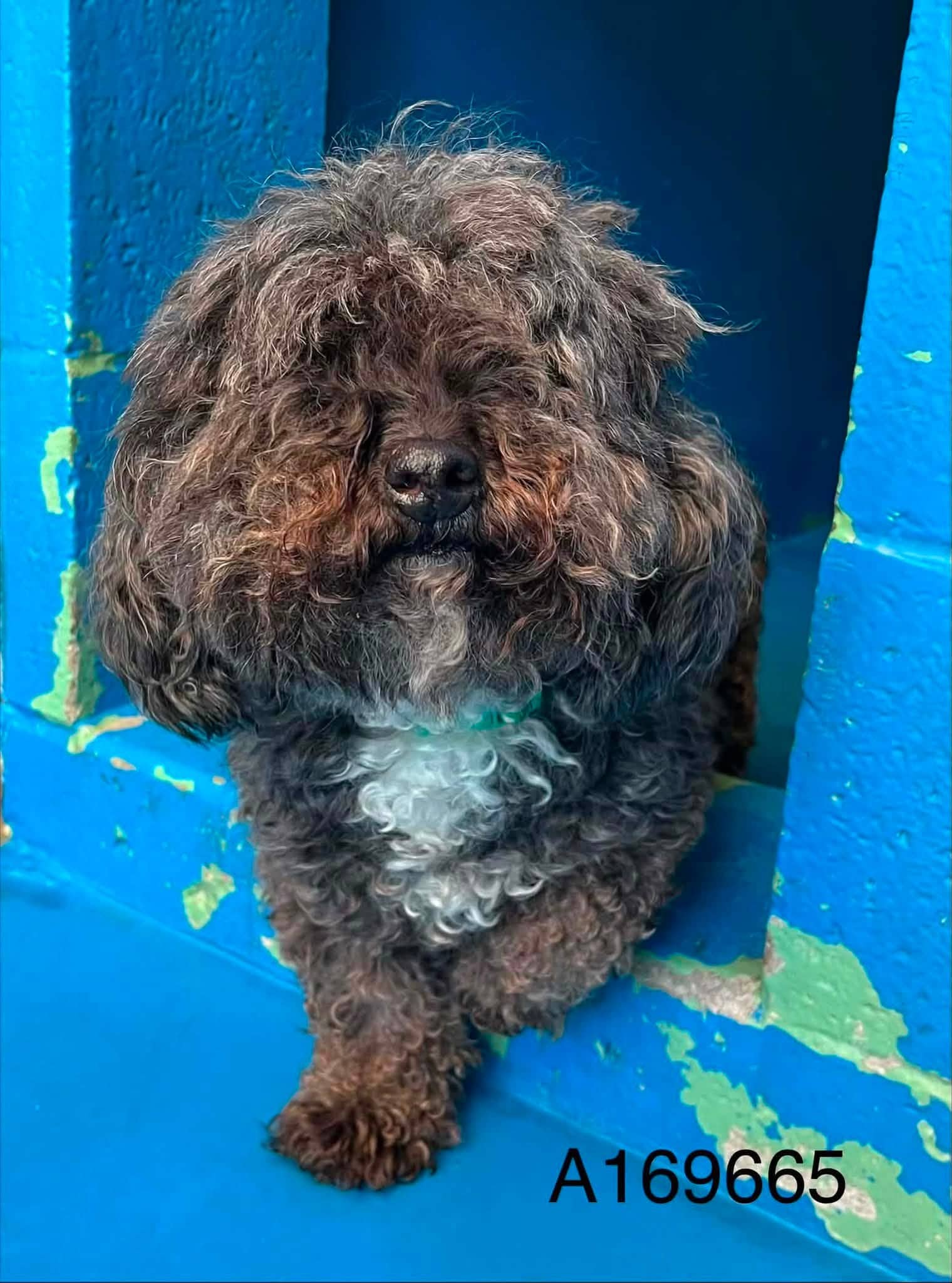 Deputy Glitters - Miniature Poodle Mix available for adoption