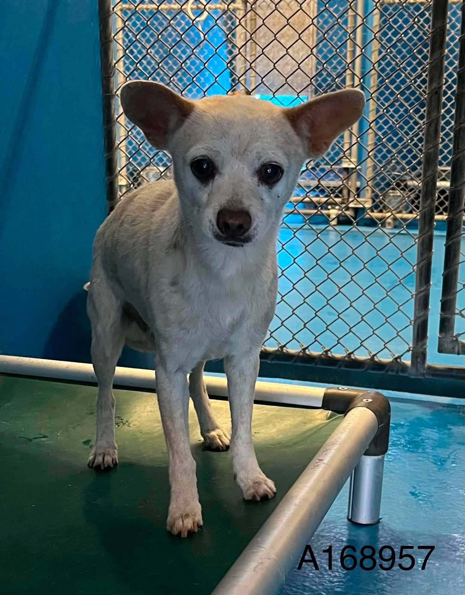 Buchanan - Chihuahua Mix available for adoption
