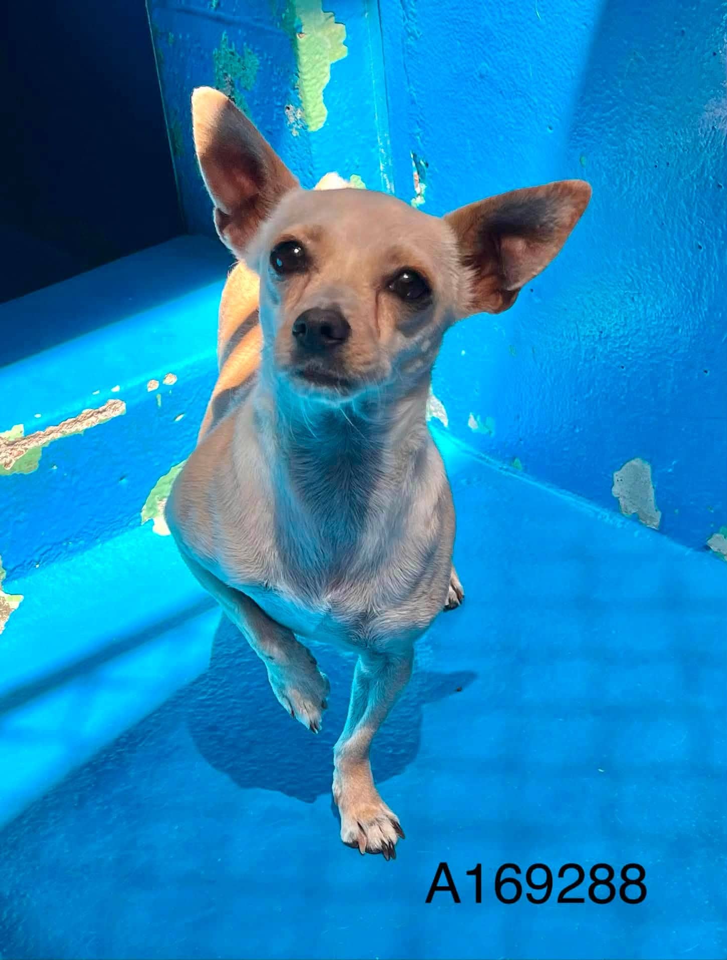 Francie's Hat - Chihuahua Mix available for adoption
