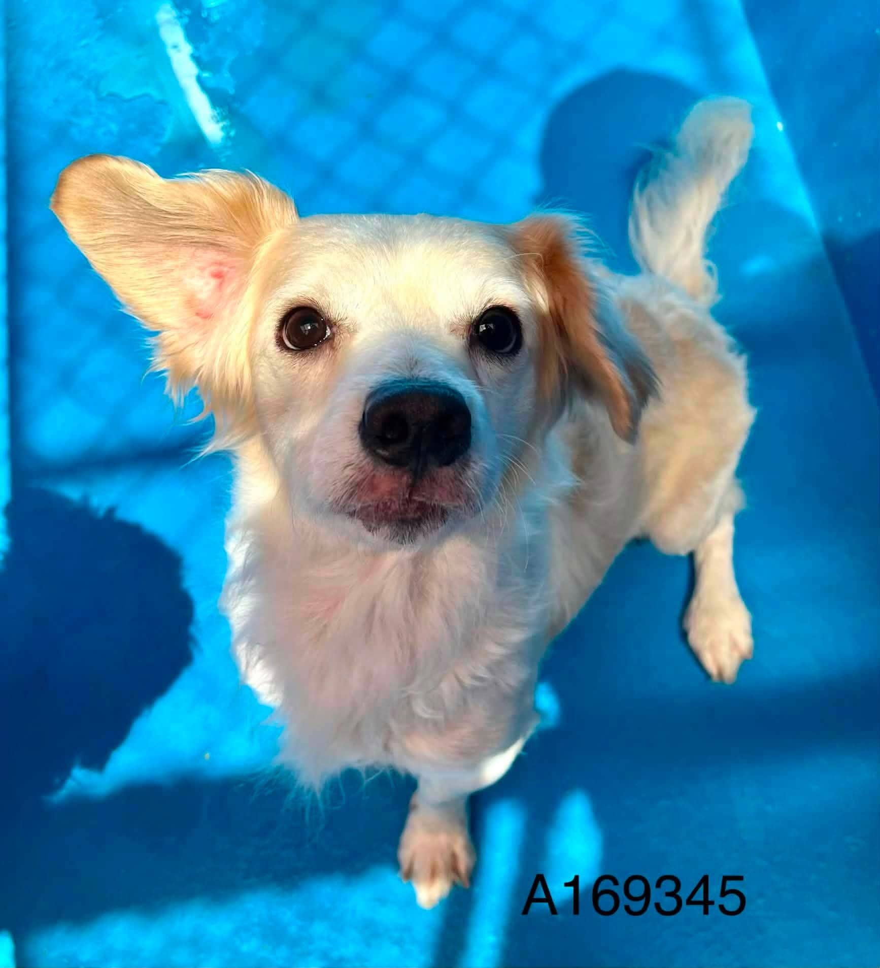 Majestic Prince - Chihuahua Mix available for adoption