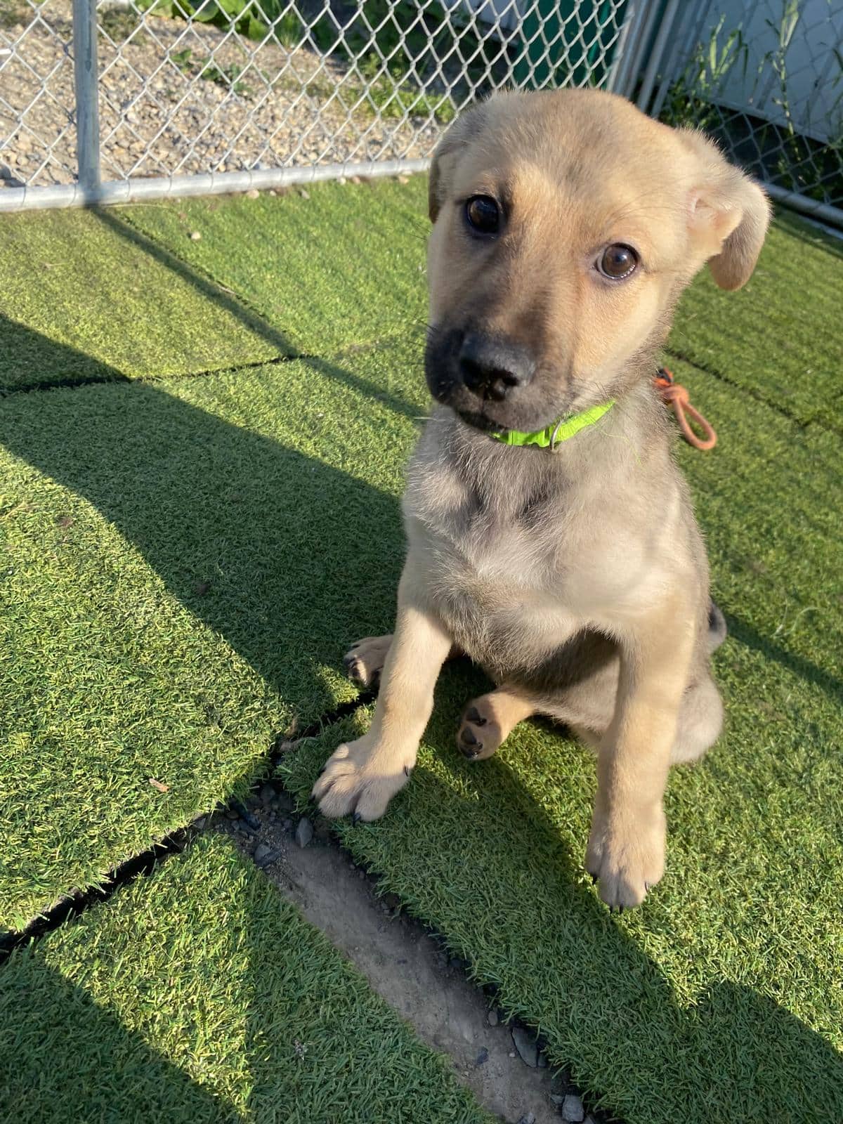 Cascade - Shepherd Mix available for adoption