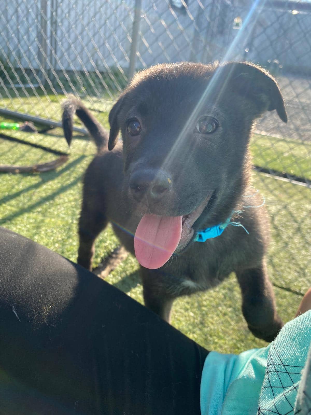 Fortress - Shepherd Mix available for adoption