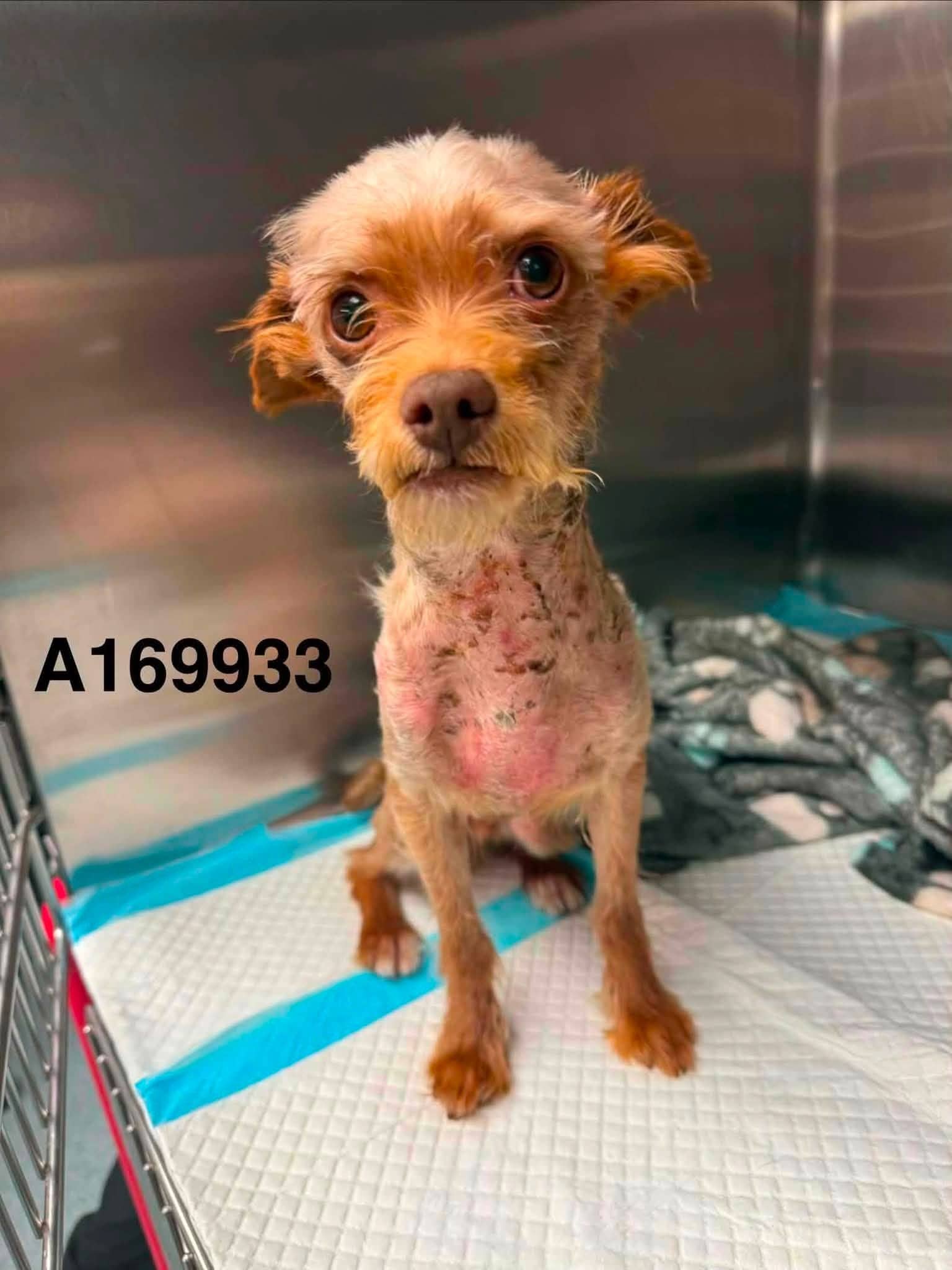 His Eminence - Yorkshire Terrier Mix available for adoption