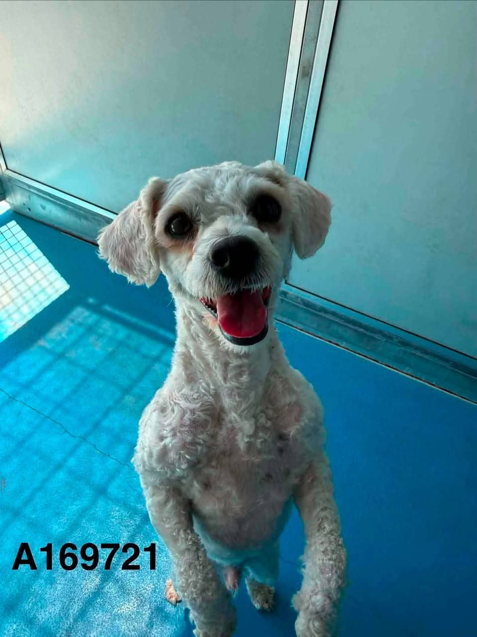 Hoop Jr - Miniature Poodle Mix available for adoption