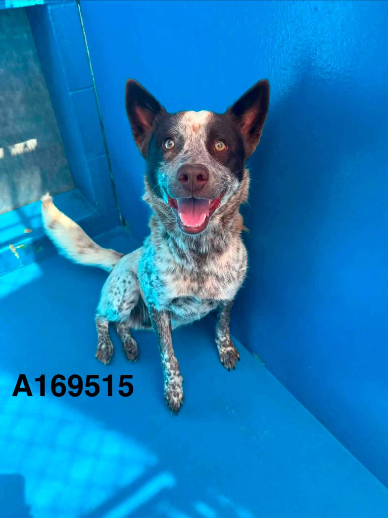 Stormello - Queensland Heeler Mix available for adoption