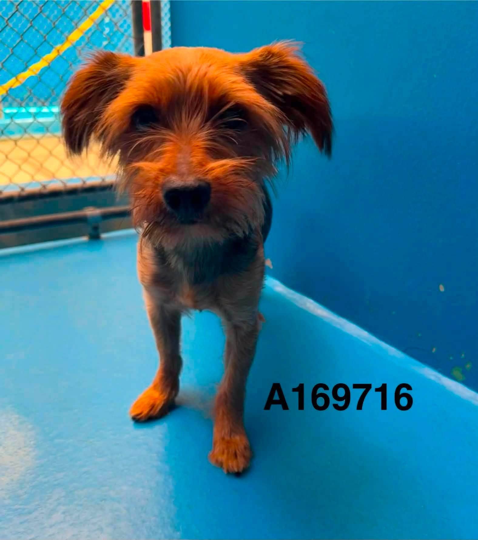 Count Turf - Yorkshire Terrier Mix available for adoption