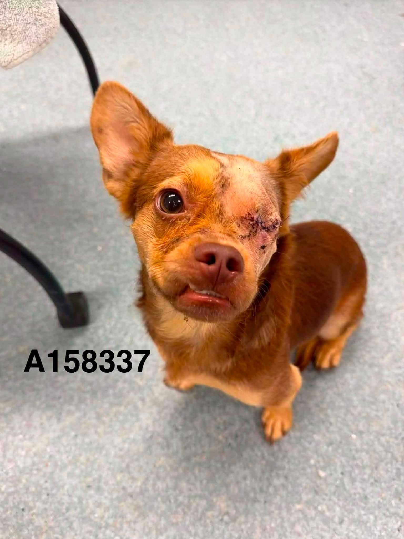 Big Brown - Chihuahua Mix available for adoption
