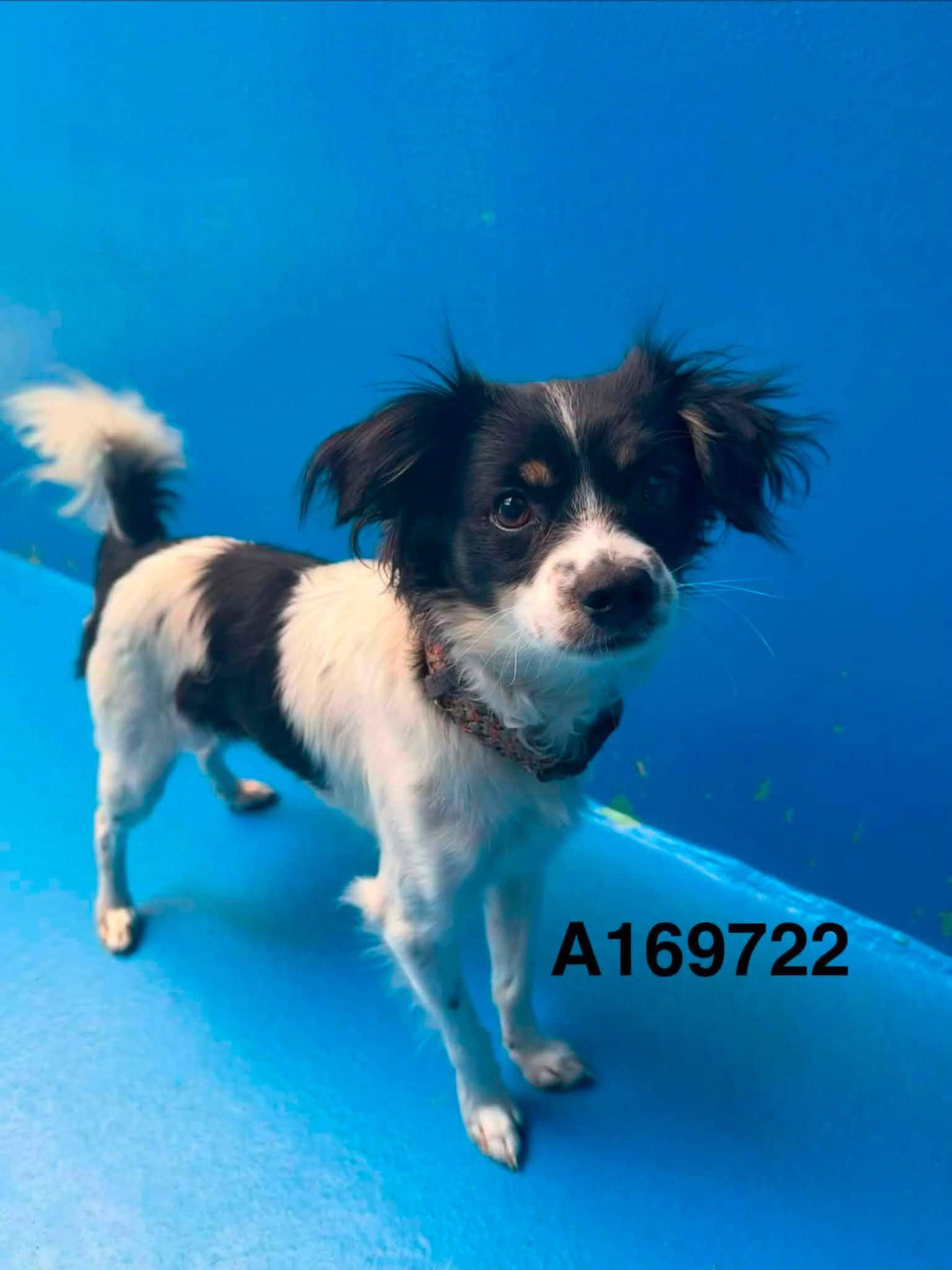 Elwood - Chihuahua Mix available for adoption