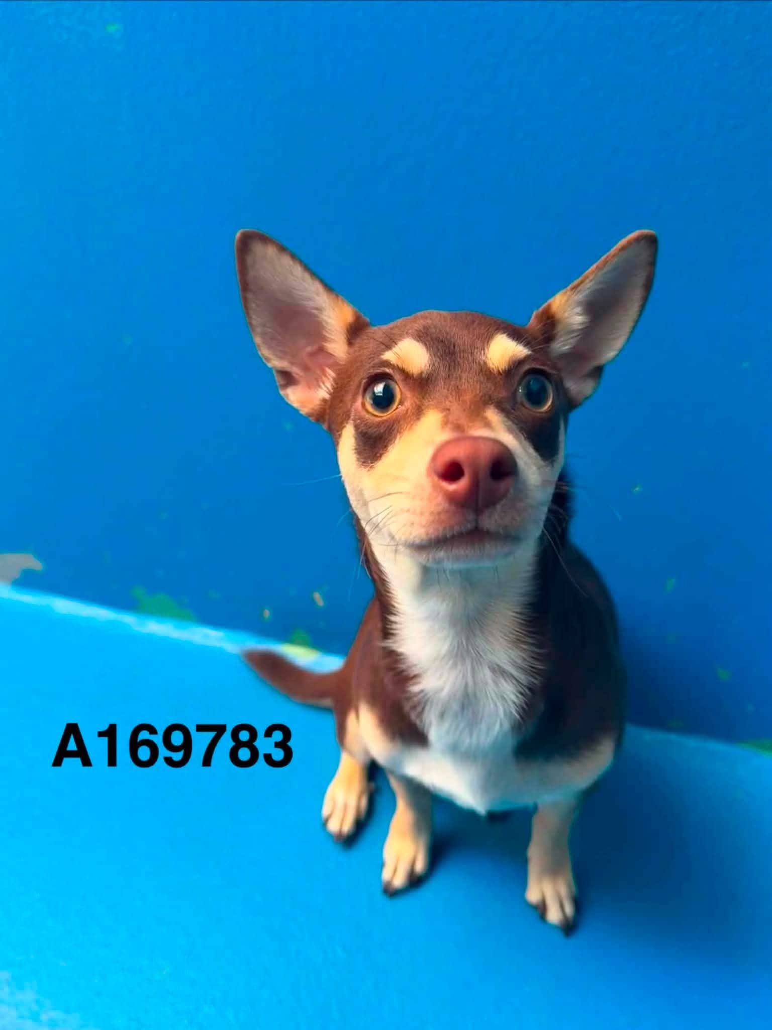 Pavlovian - Chihuahua Mix available for adoption