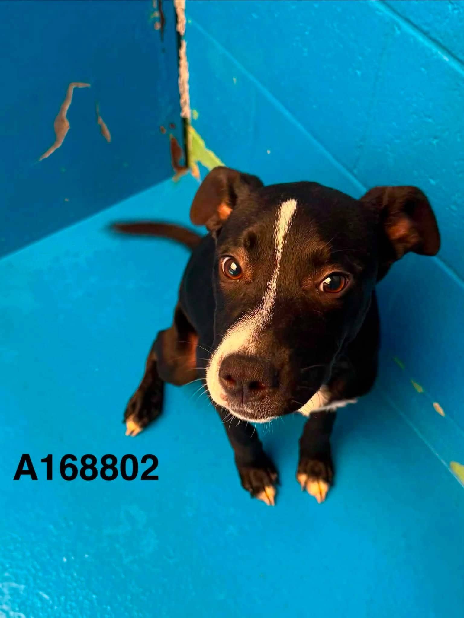 Eight Belles - Boston Terrier Mix available for adoption