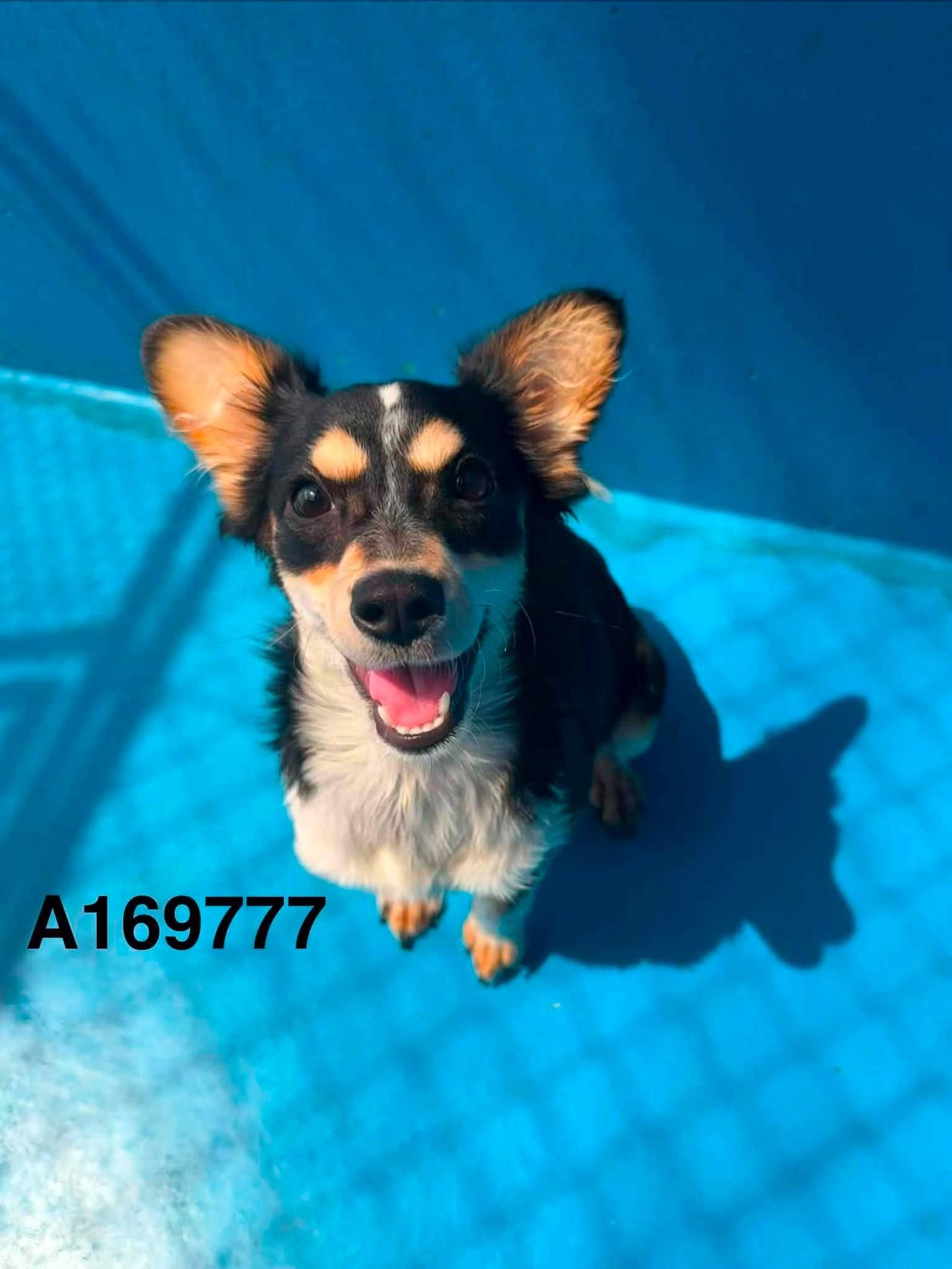 Bubbling Over - Chihuahua Mix available for adoption