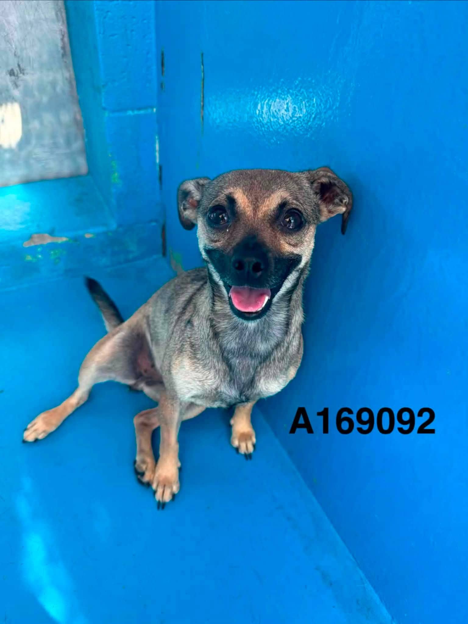 Misweet - Chihuahua Mix available for adoption