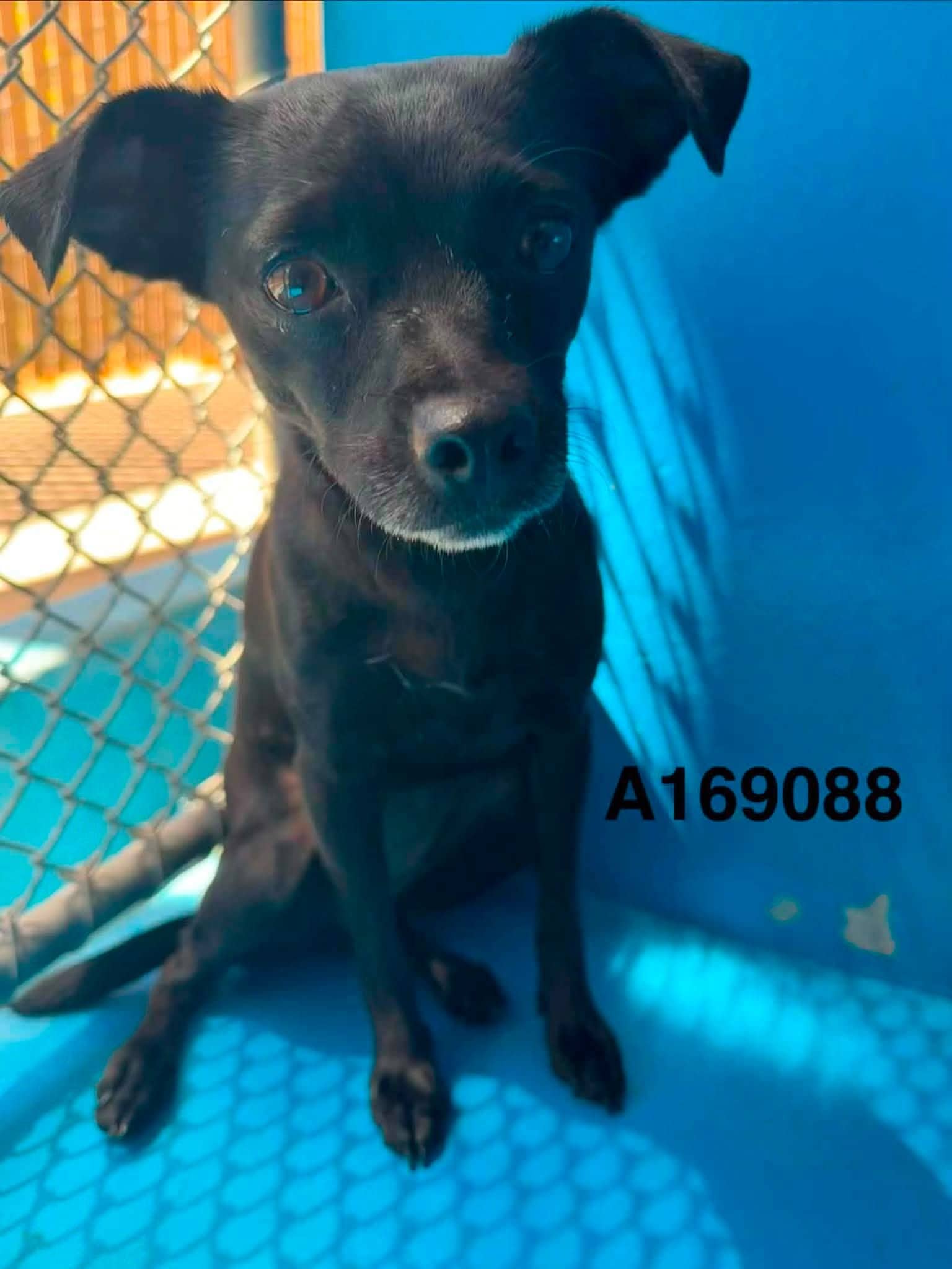 Barbs Delight - Chihuahua Mix available for adoption