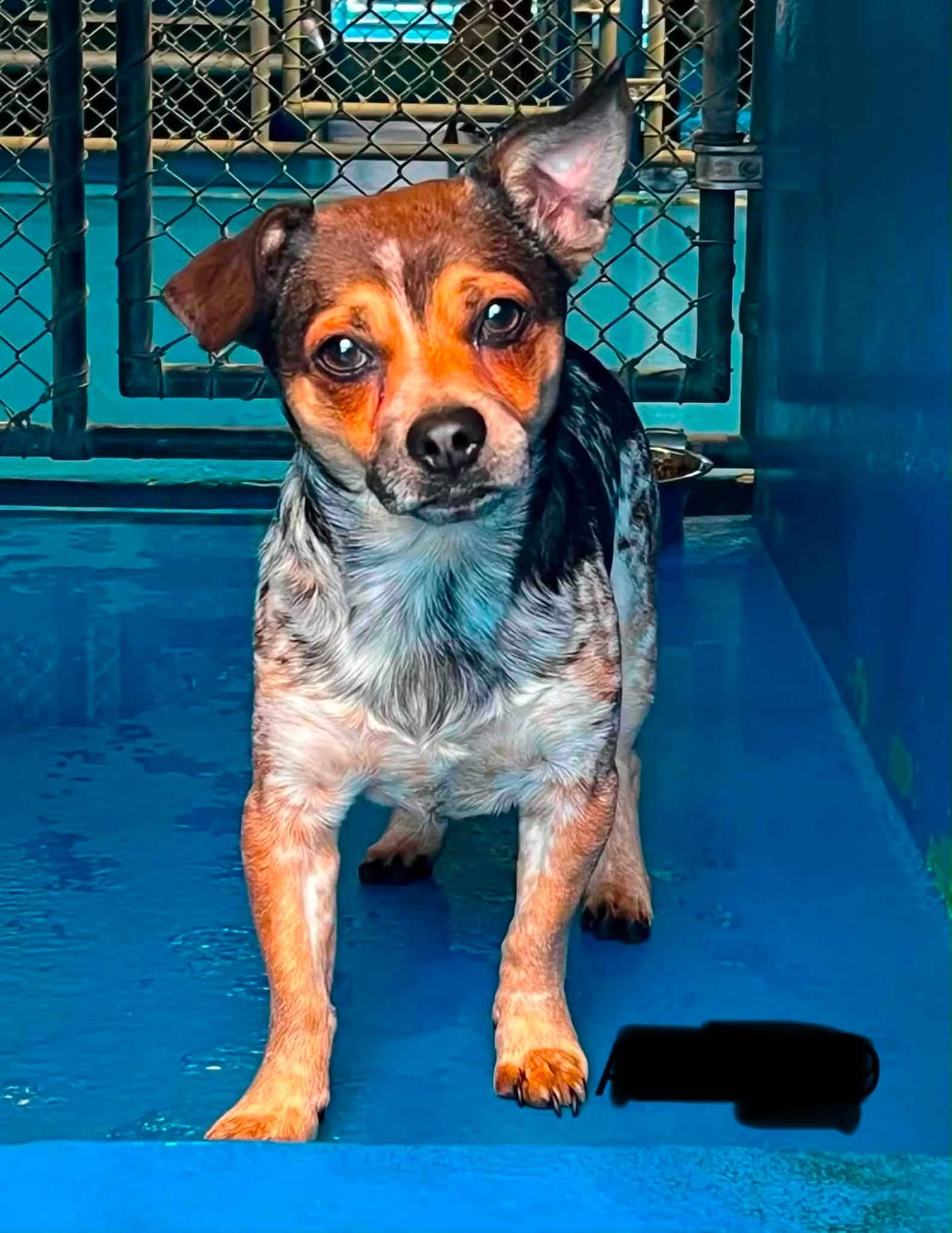 Man O War - Chihuahua Mix available for adoption