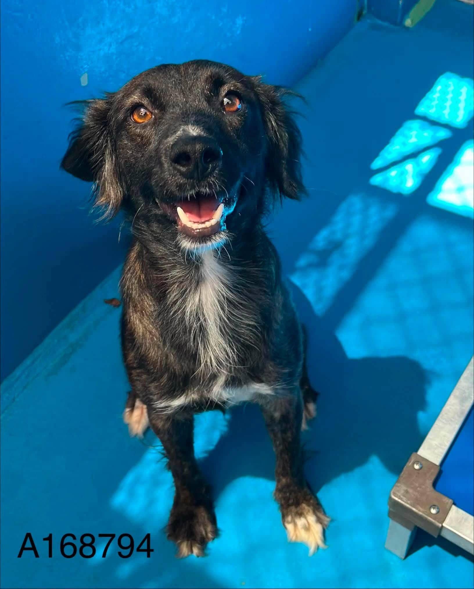 Lizzie Stone - Chihuahua Mix available for adoption
