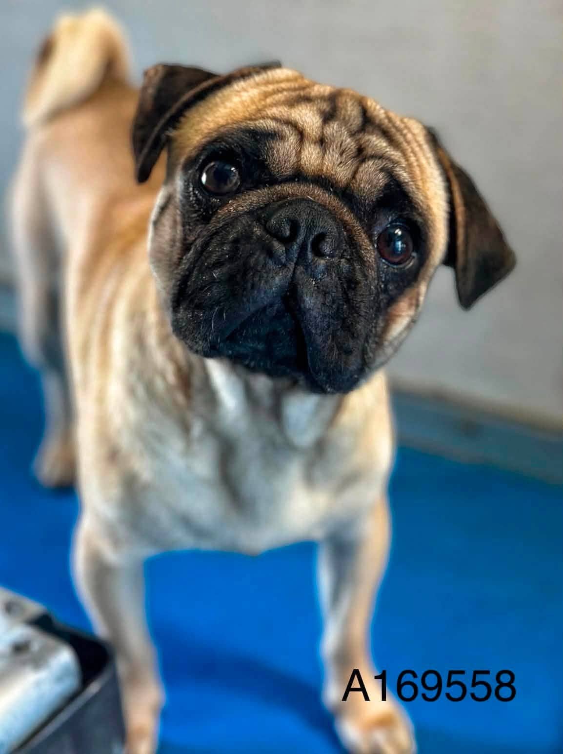 Tabasco Cat - Pug Mix available for adoption