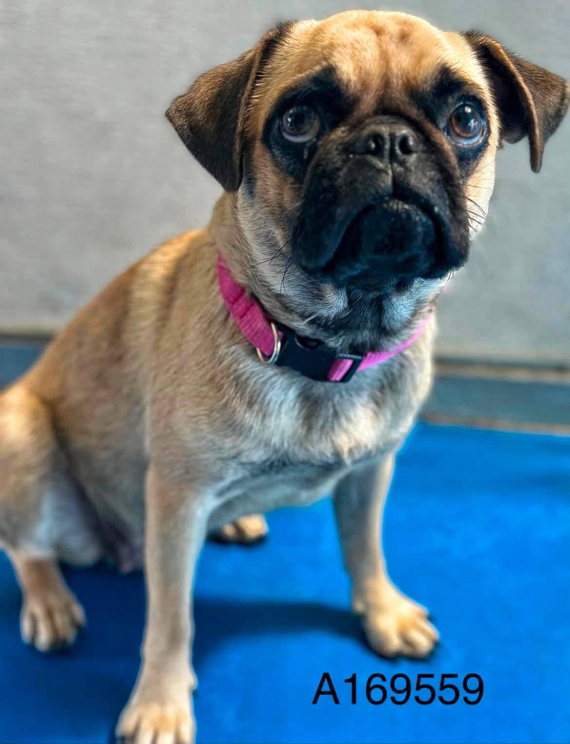 Watermelon - Pug Mix available for adoption