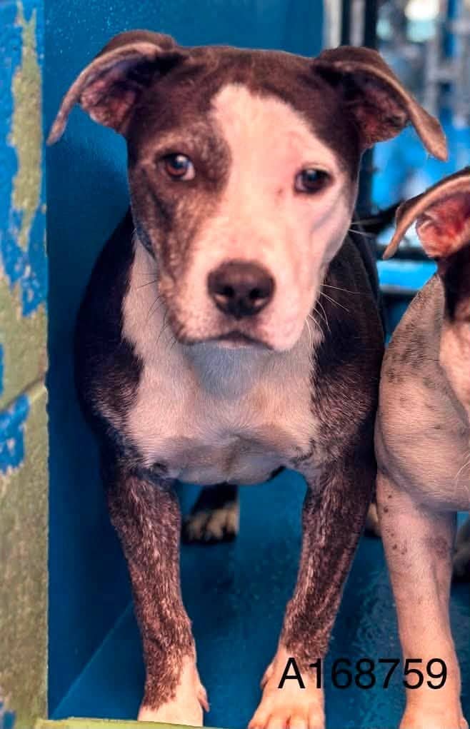 Jim French - Pit Bull Terrier Mix available for adoption