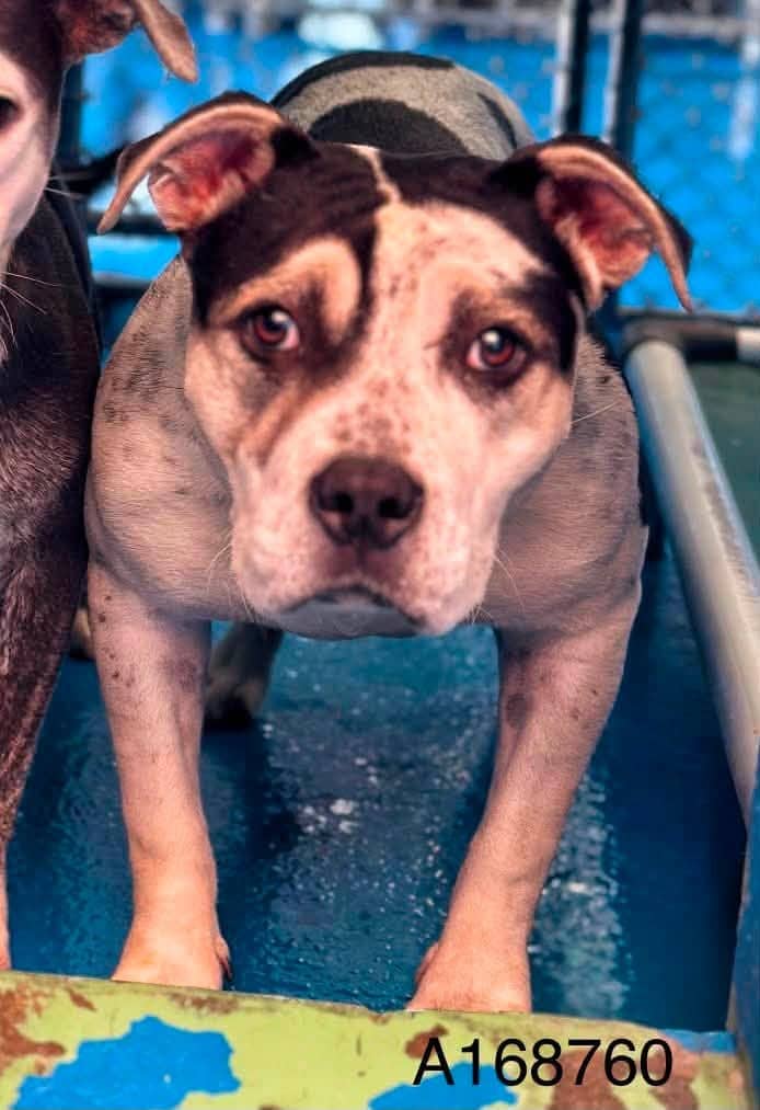 Mata Hari - Pit Bull Terrier Mix available for adoption