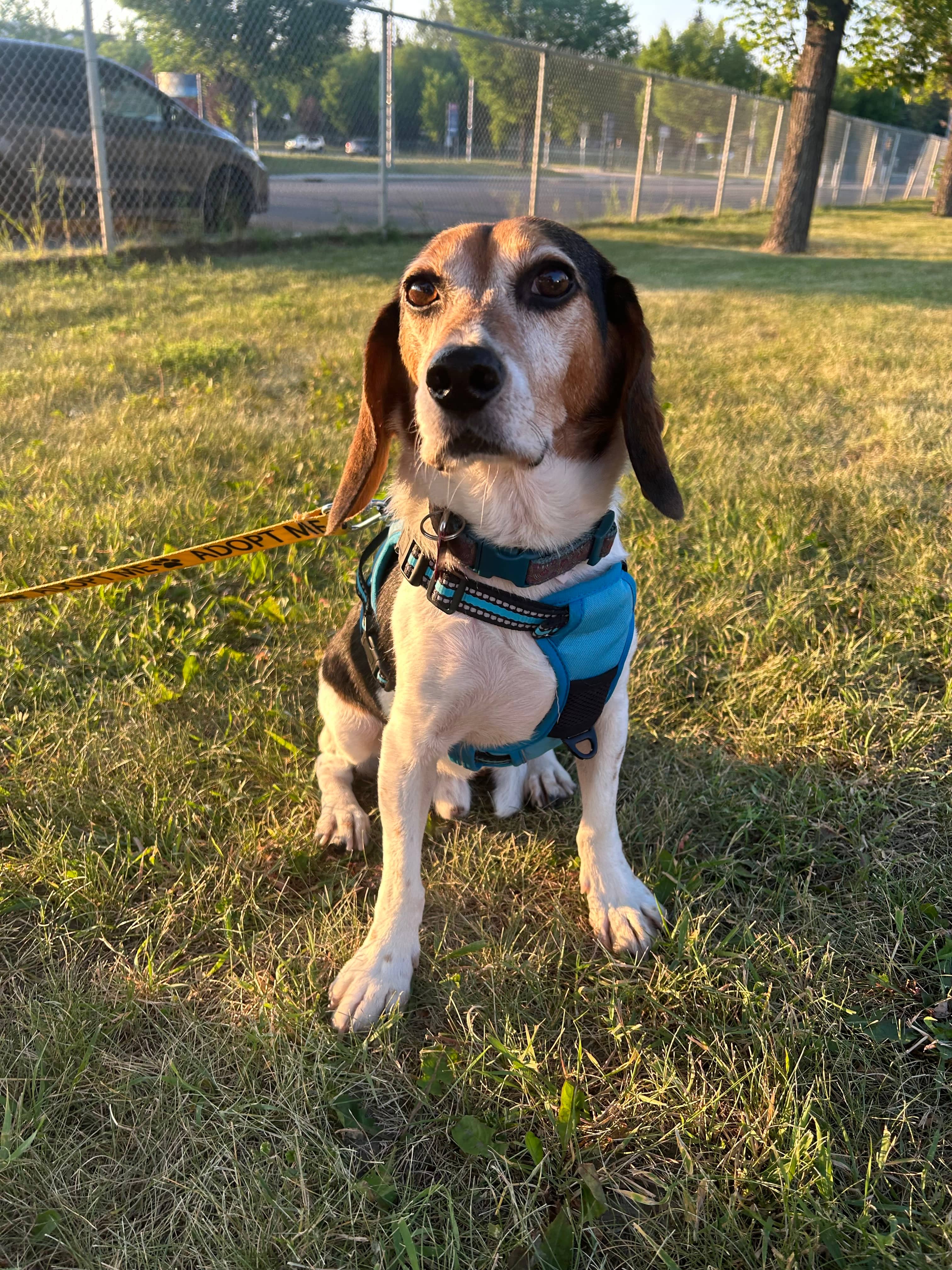 Joey - Beagle available for adoption