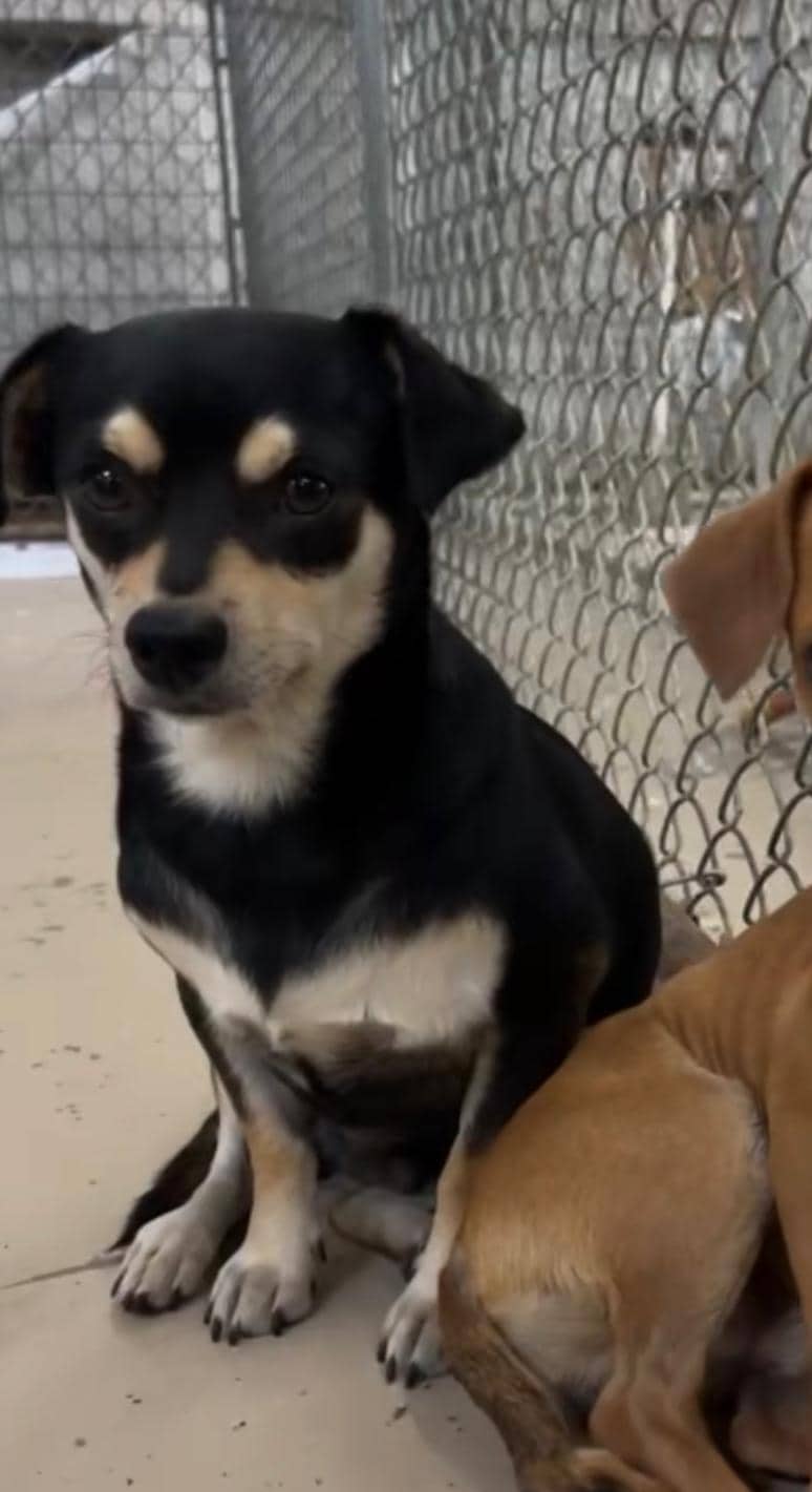 Gilbert - Chiweenie/Rat Terrier Mix available for adoption