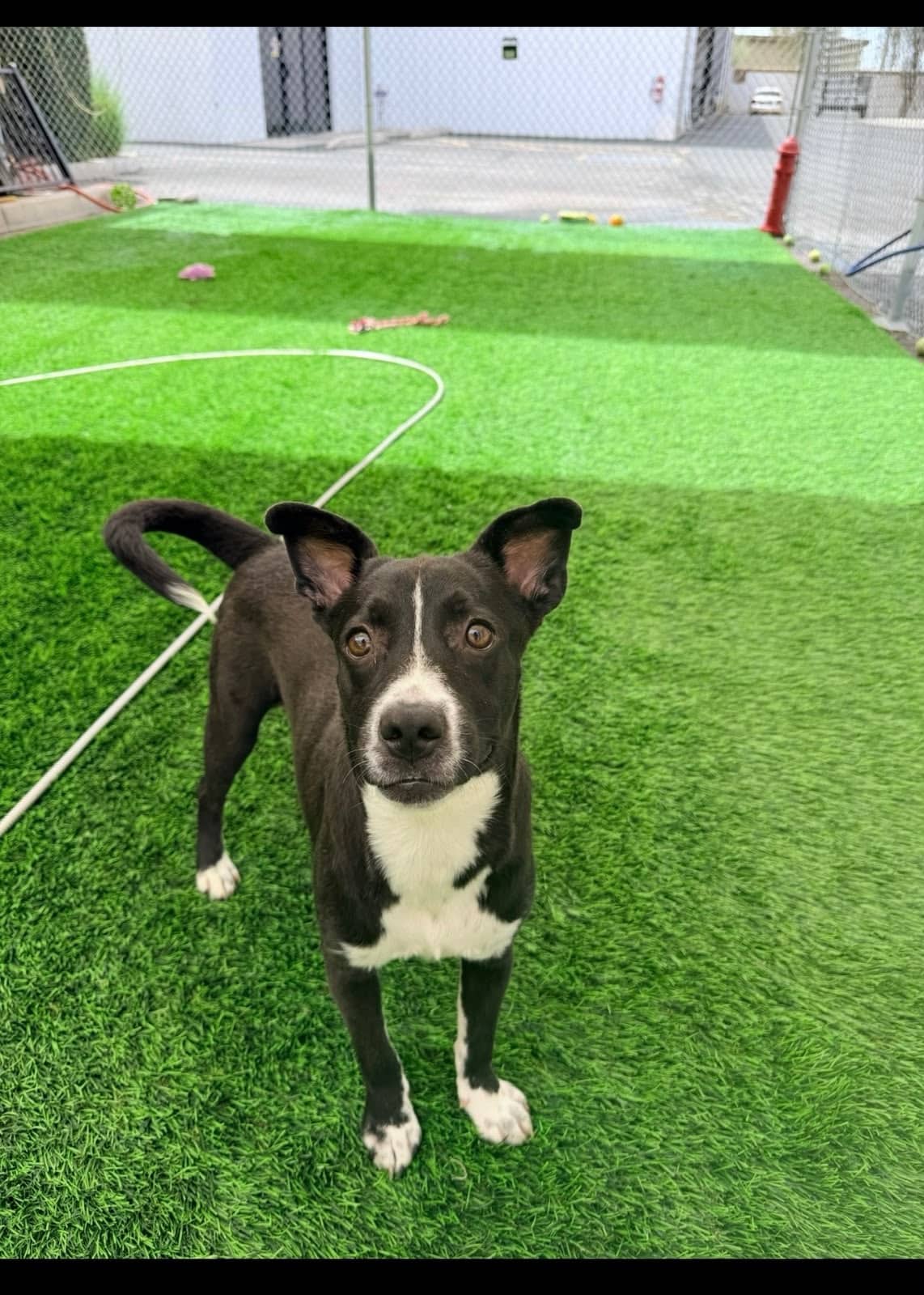 Junior - Pit Bull Terrier/Lab Mix available for adoption