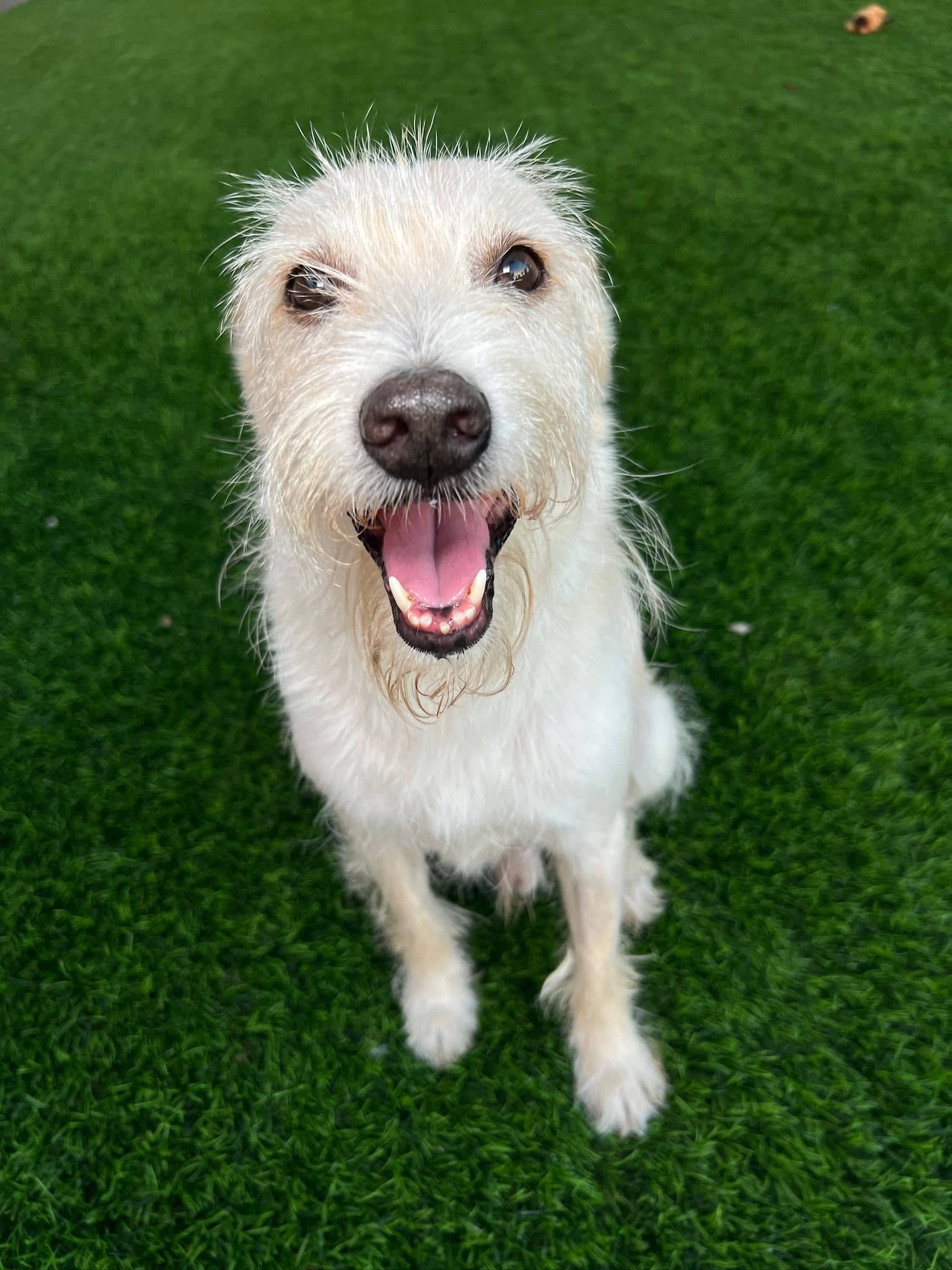 Bisbee - Parson Russel Terrier Mix available for adoption